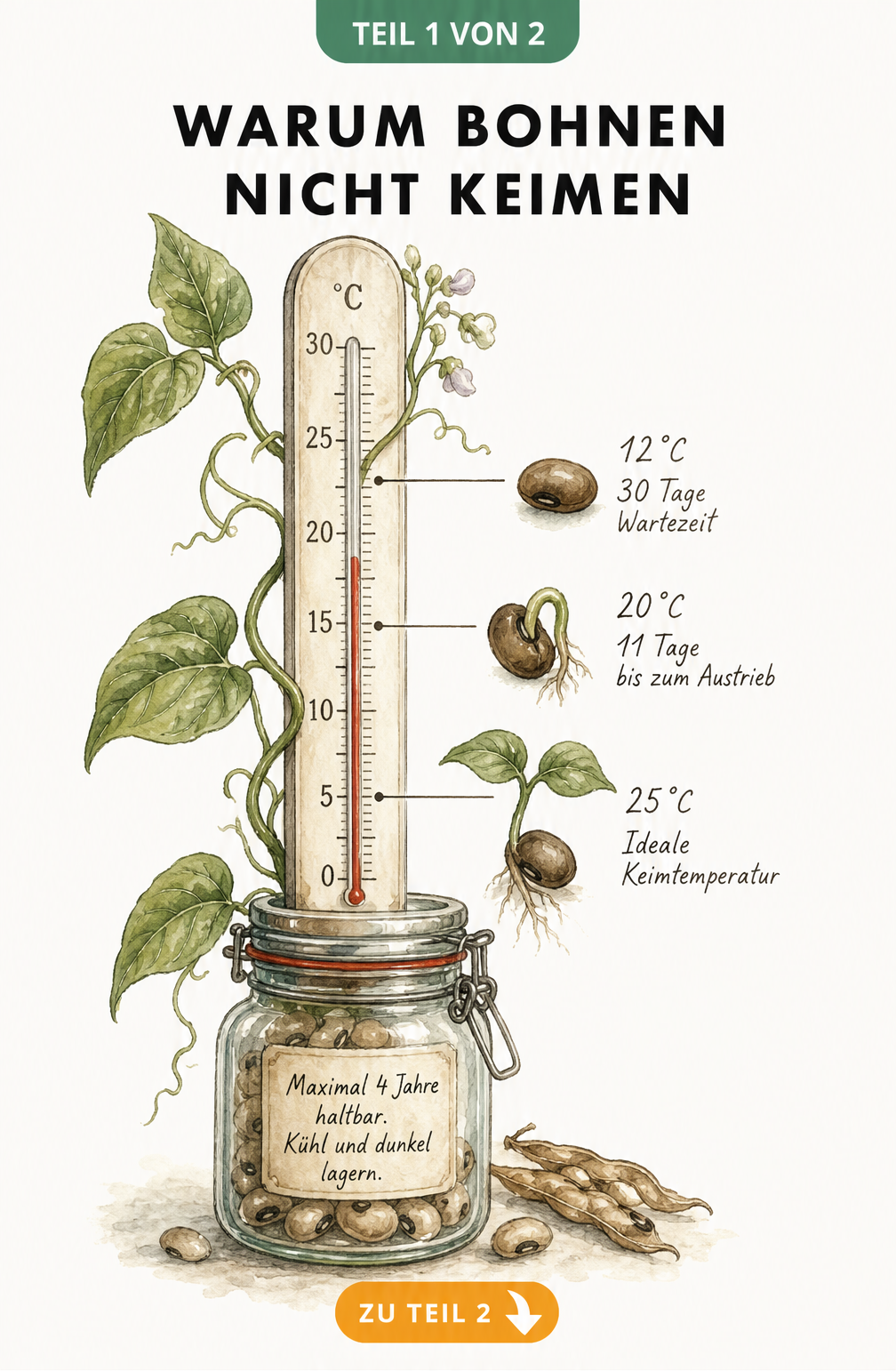 Botanische Illustration eines Thermometers mit Bohnenranke, das die Keimdauer von Bohnensamen bei verschiedenen Temperaturen zeigt, sowie ein Apothekerglas mit...
