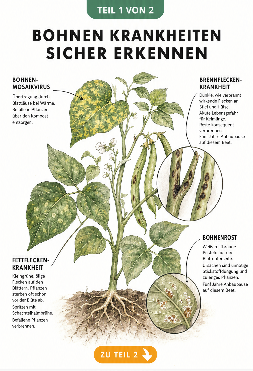 Botanische Zeichnung einer Buschbohne mit Schadbildern von Bohnenmosaikvirus, Fettfleckenkrankheit, Brennfleckenkrankheit und Bohnenrost