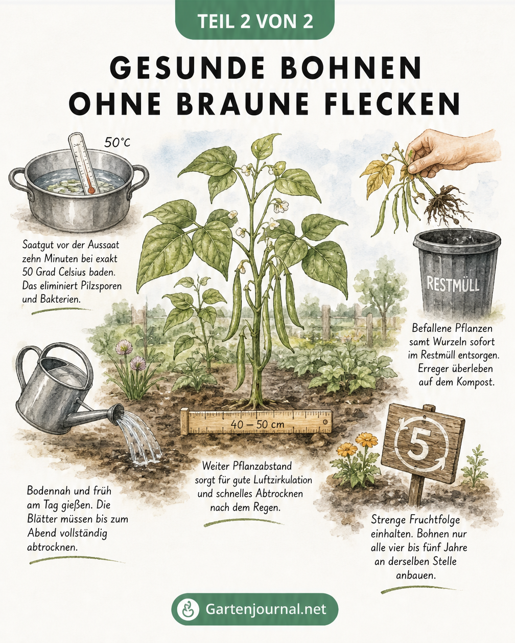 Illustration eines Gartenbeets mit einer gesunden Buschbohne und Tipps zur Vorbeugung von Krankheiten wie Gießen am Wurzelhals und Fruchtfolge.