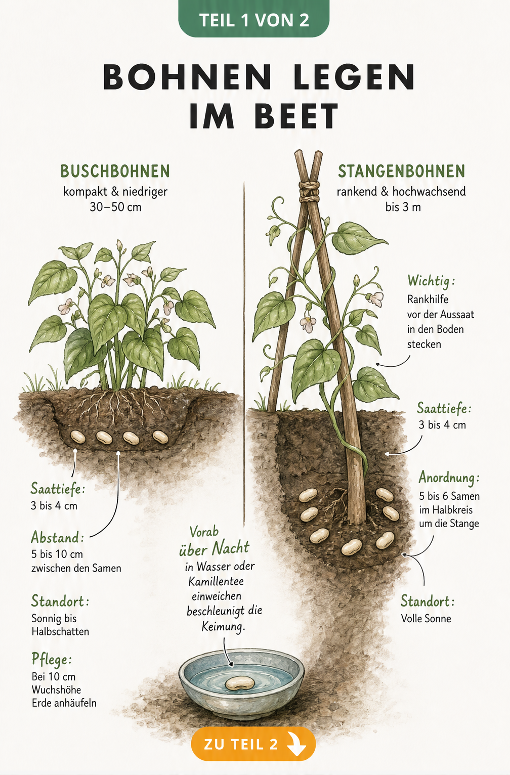 Querschnitt eines Gartenbeets mit Buschbohnen und Stangenbohnen im Vergleich, inklusive Saattiefe und Pflanzabstand