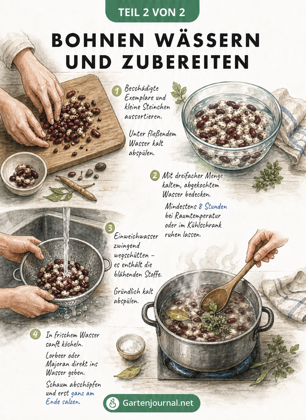 Illustration der vier Schritte zum Bohnen wässern und zubereiten: Sortieren, Einweichen, Abgießen und Kochen