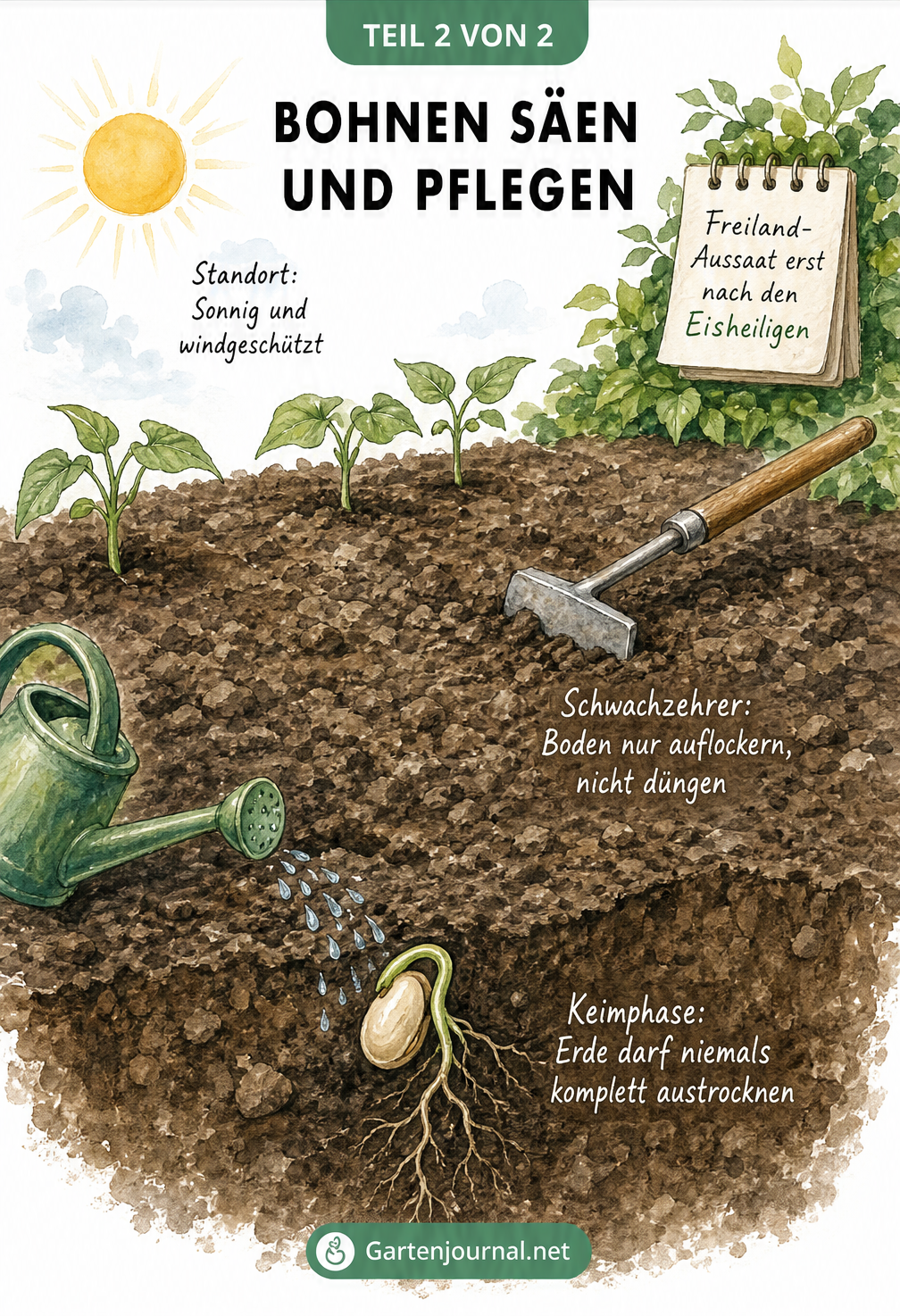 Illustration eines Gartenbeets: Bohnen säen, Standortbedingungen und Keimphase