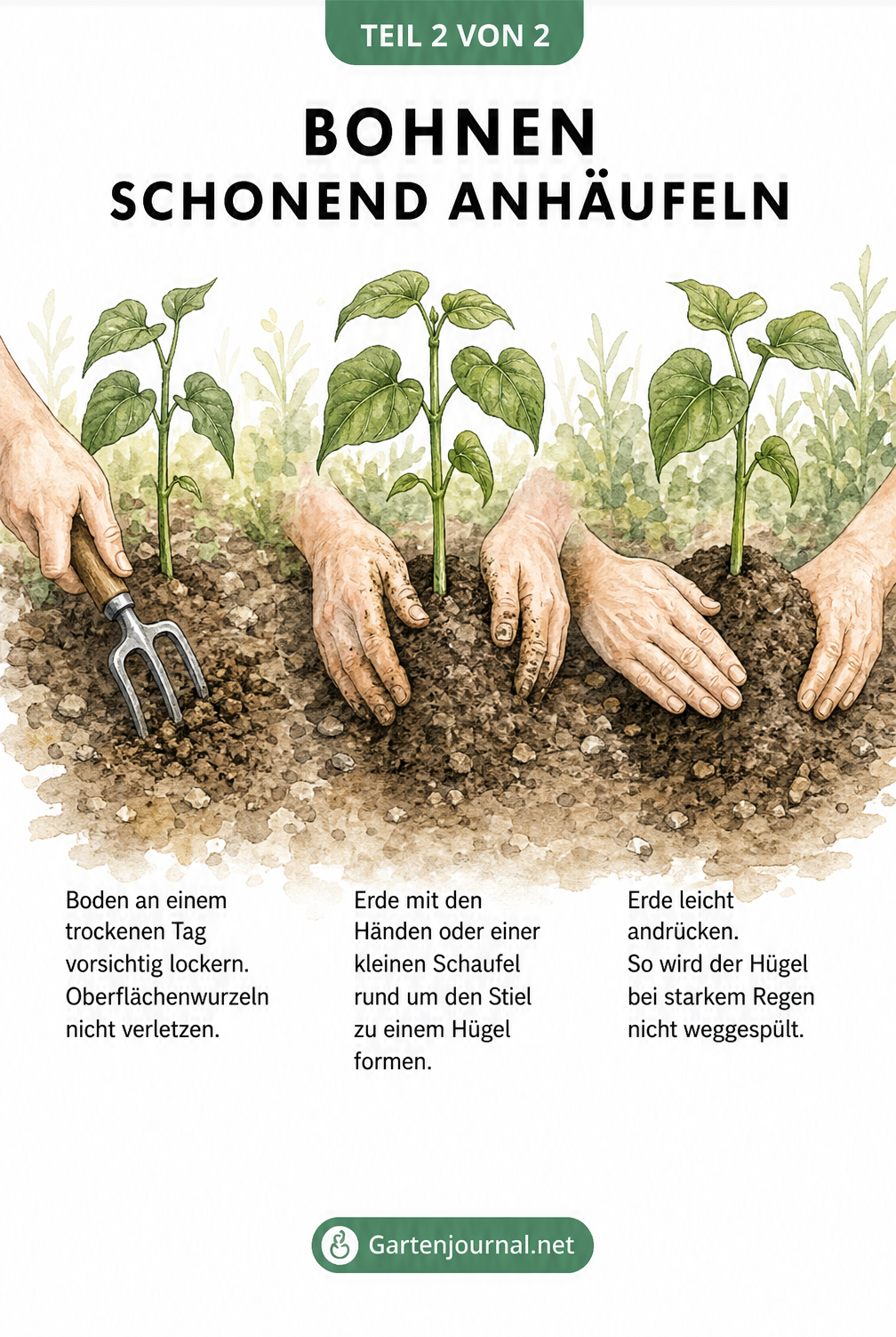 Aquarell-Illustration, die in drei Schritten zeigt, wie man Erde um eine Bohnenpflanze lockert, anhäufelt und andrückt