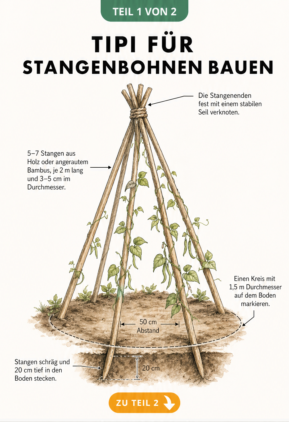 Skizze eines Bohnen-Tipis mit Massangaben fuer Stangen, Abstand und Bodentiefe