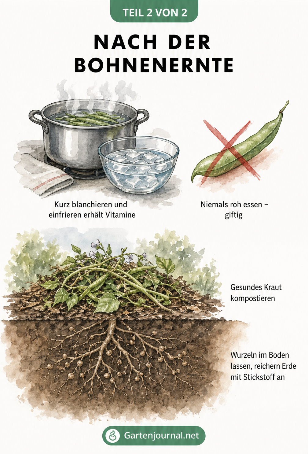 Illustration zur Verarbeitung von Bohnen durch Blanchieren und Kompostieren des Bohnenkrauts