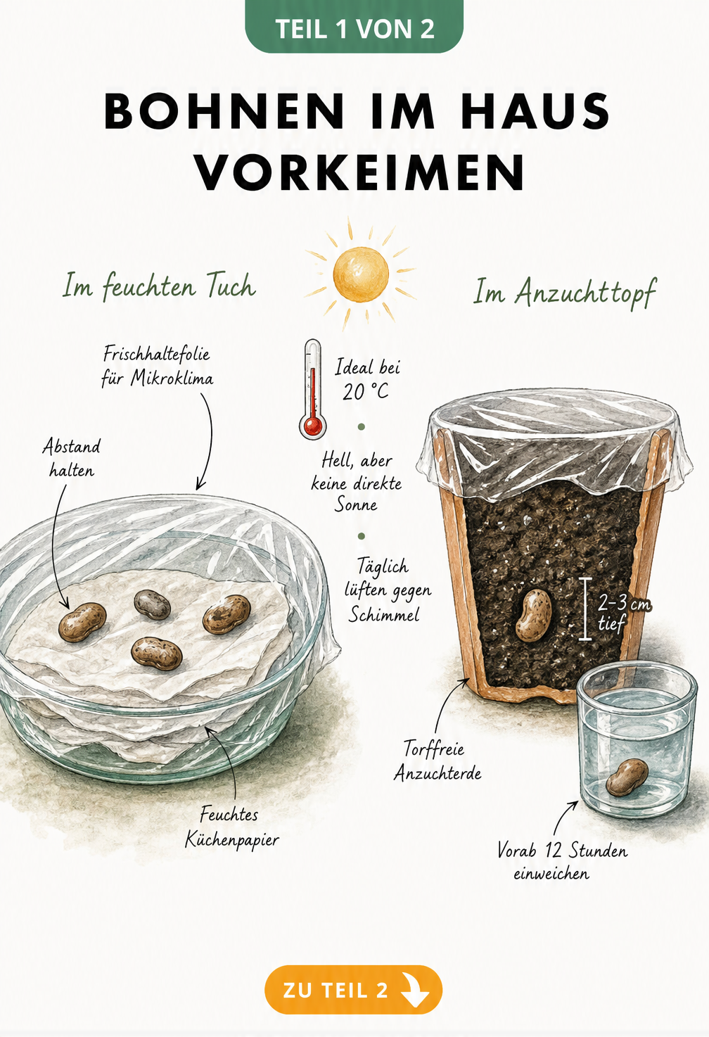 Illustration zweier Methoden zum Vorkeimen von Bohnen: auf feuchtem Küchenpapier in einer Glasschale und in einem Anzuchttopf mit Erde.