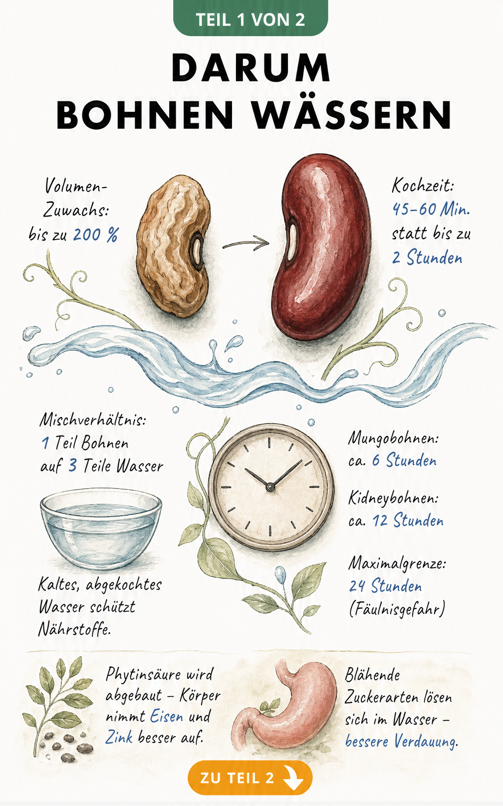 Vergleich einer getrockneten und einer gewässerten Bohne mit Informationen zu Volumen, Kochzeit und Nährstoffen
