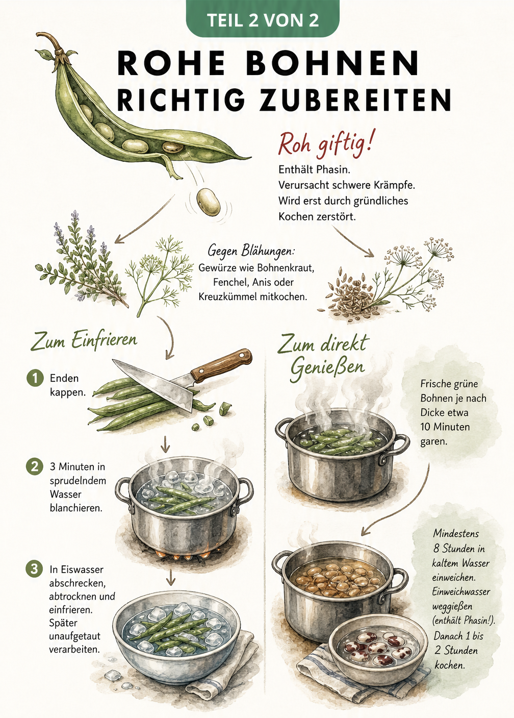 Illustration zur Zubereitung von Bohnen mit Hinweisen zum Giftstoff Phasin, Blanchieren, Einfrieren und Kochen