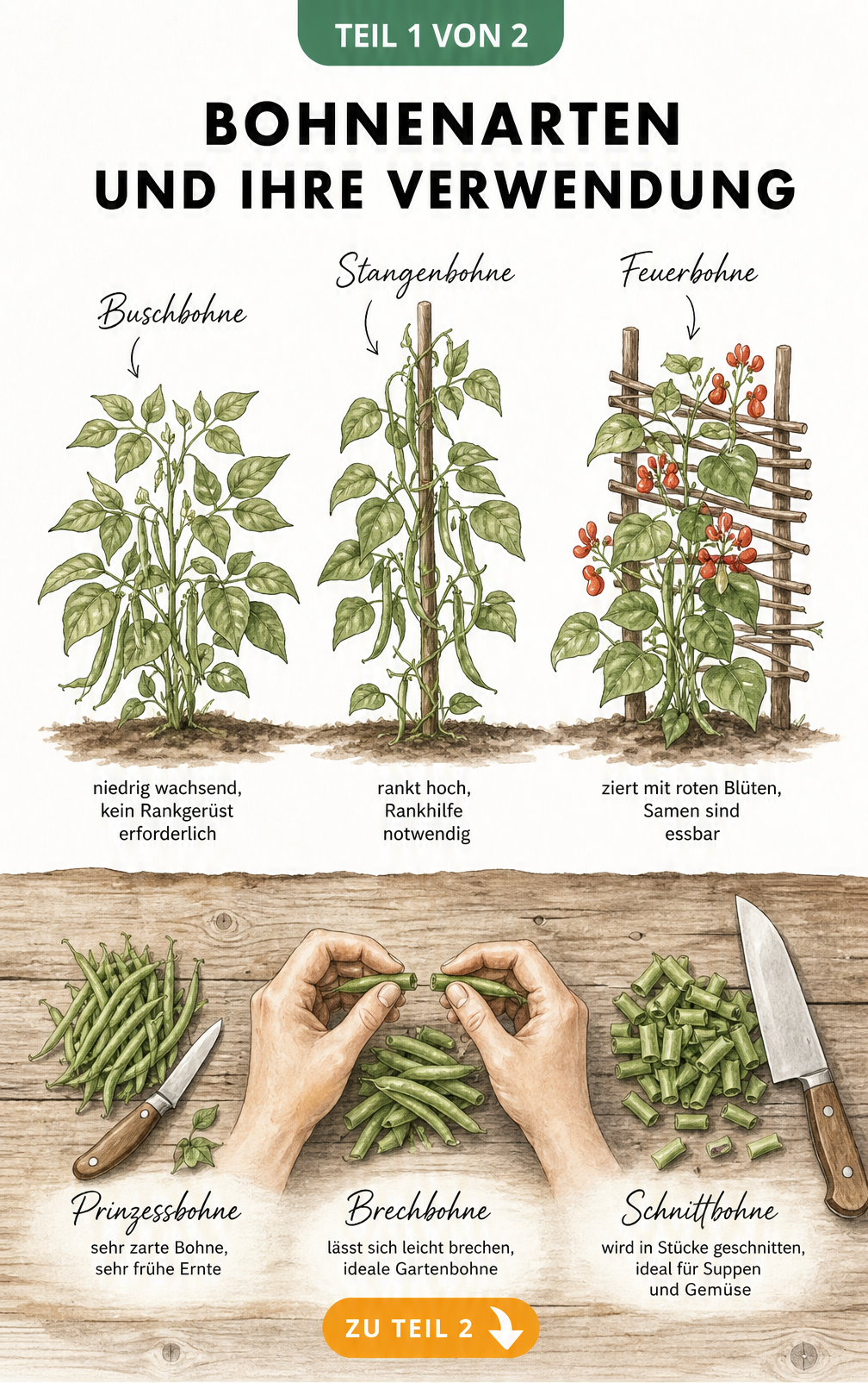 Botanische Illustration von Buschbohne, Stangenbohne und Feuerbohne sowie Prinzessbohne, Brechbohne und Schnittbohne mit Küchenwerkzeugen