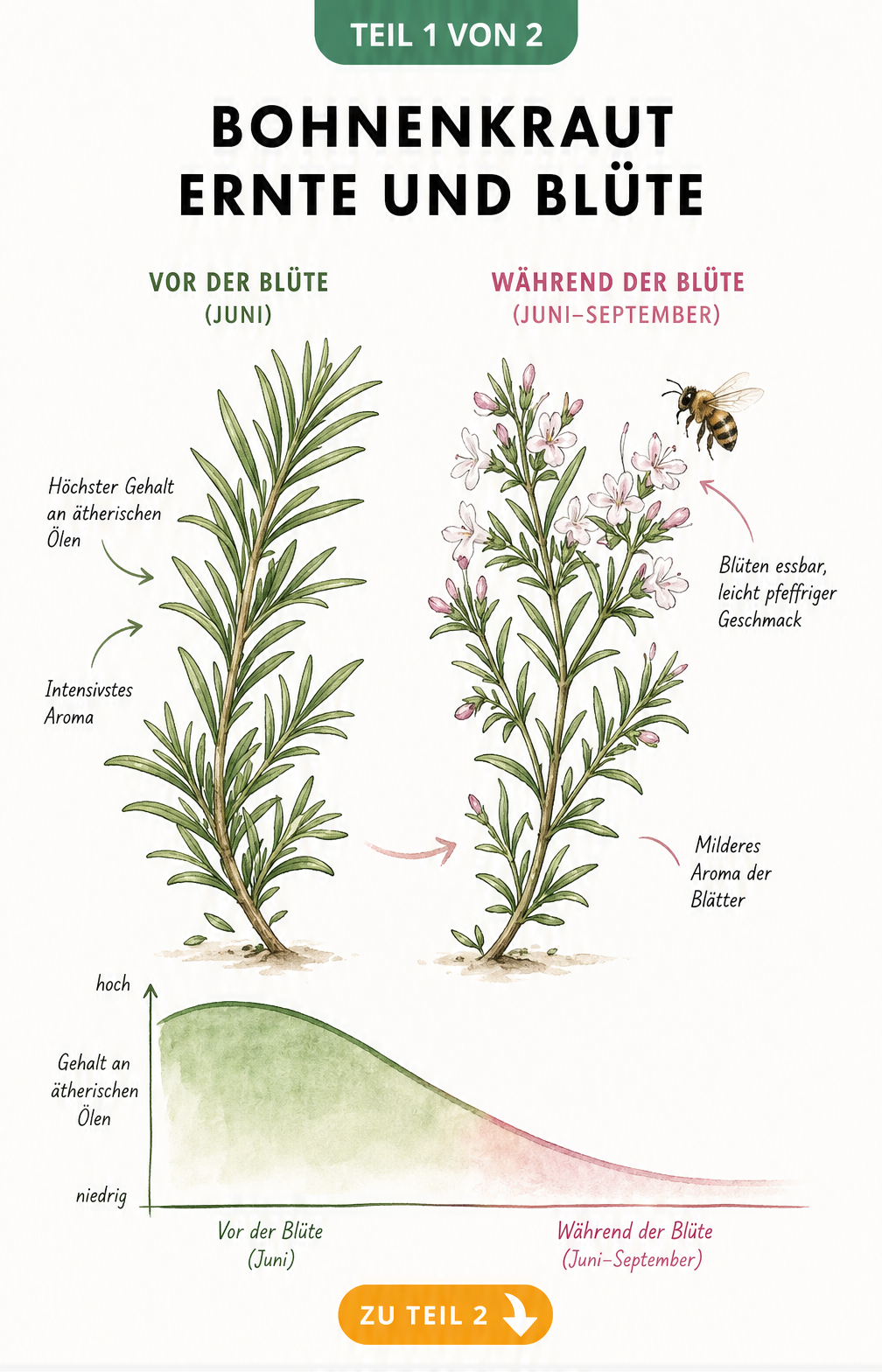 Illustration eines Bohnenkraut-Zweiges vor und während der Blüte mit Kurve zum Gehalt ätherischer Öle