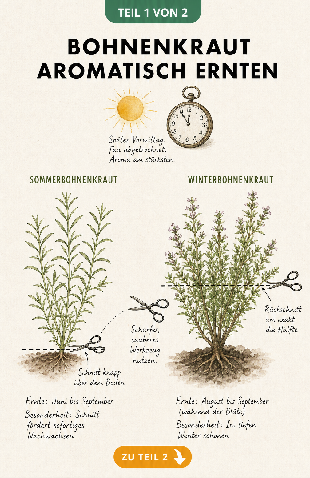 Illustration von Sommerbohnenkraut und Winterbohnenkraut mit Hinweisen zum richtigen Ernteschnitt und Zeitpunkt