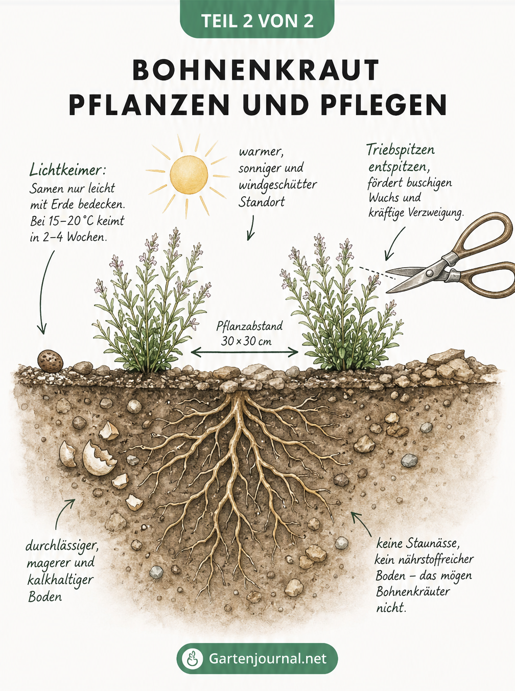 Querschnitt eines Gartenbeets mit Bohnenkraut, Wurzelwerk und Pflanzabstand