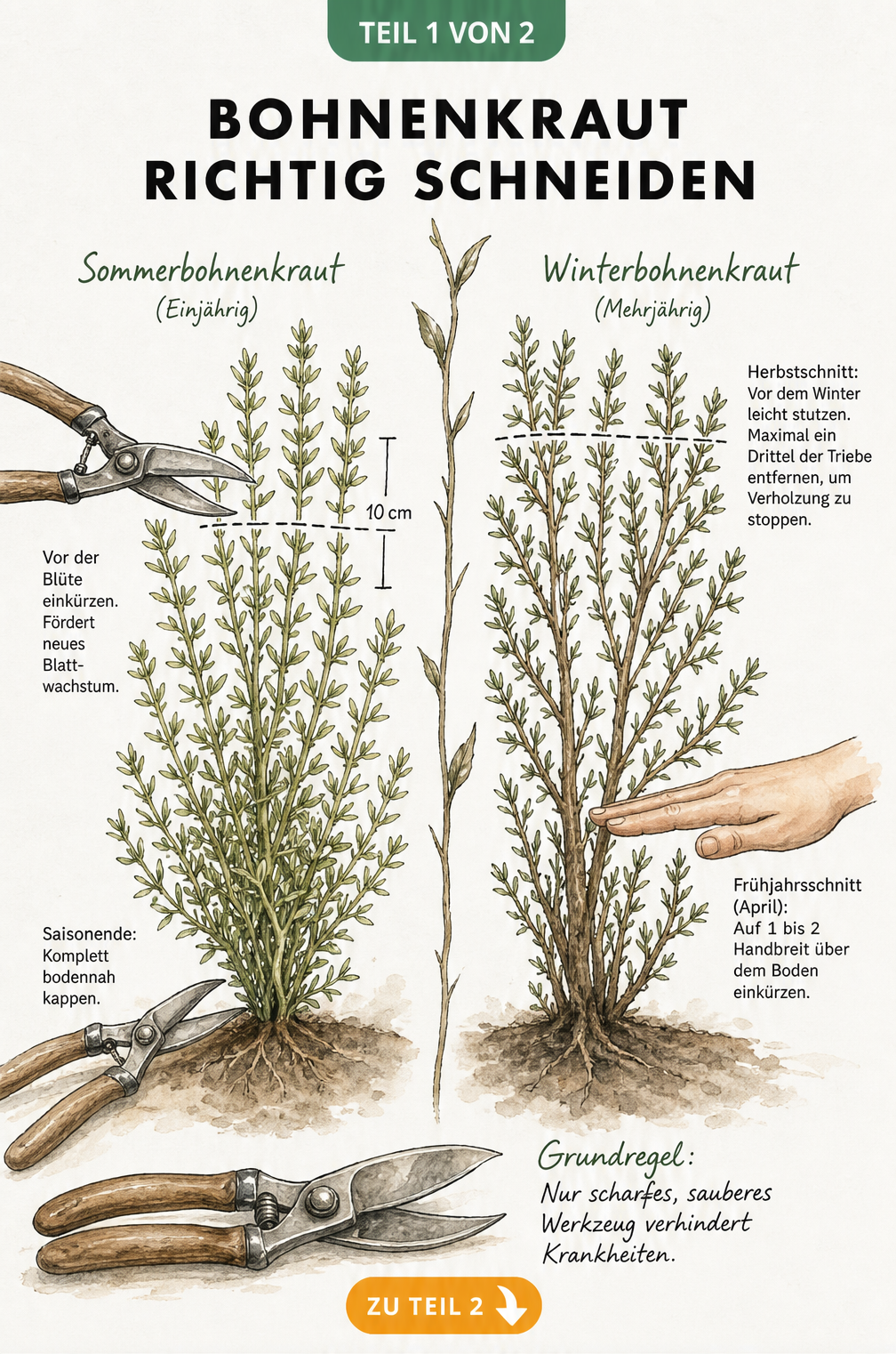 Illustration zum richtigen Schneiden von Sommer- und Winterbohnenkraut mit Gartenschere und Maßangaben