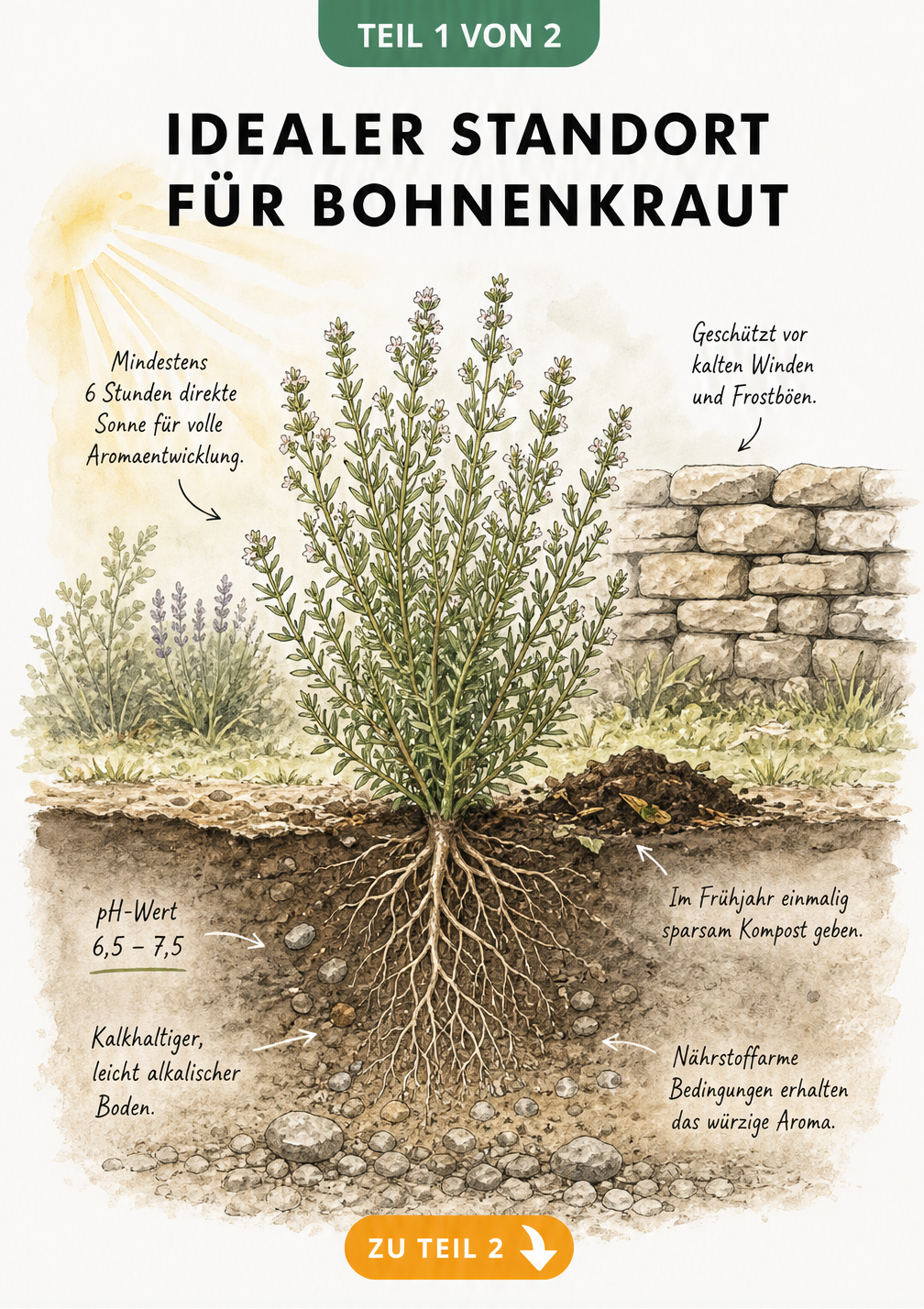 Botanische Illustration einer Bohnenkraut-Pflanze im Querschnitt eines Gartenbeets mit Hinweisen zu Sonne, Boden und Nährstoffen