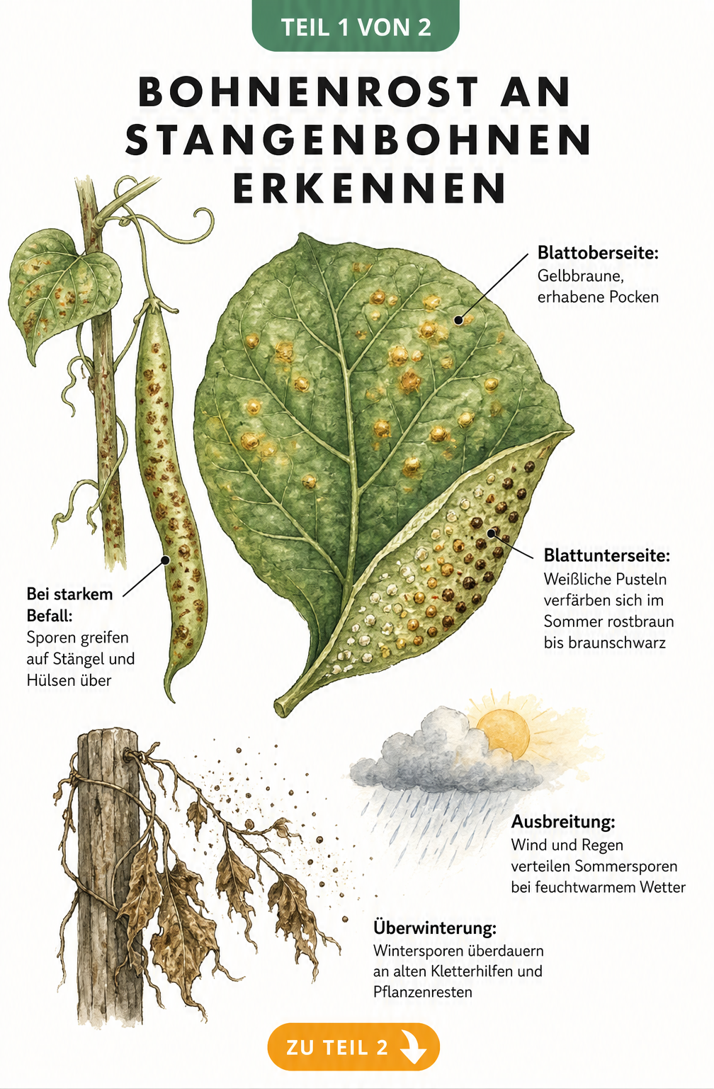 Botanische Illustration eines Stangenbohnenblattes mit gelbbraunen Pocken und Sporenverlauf auf der Unterseite, sowie Darstellung der Überwinterung und...