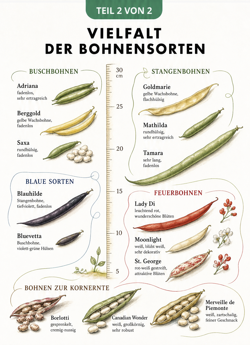 Aquarell-Illustration verschiedener Bohnensorten wie Adriana, Berggold, Goldmarie und Blauhilde an einem Maßband