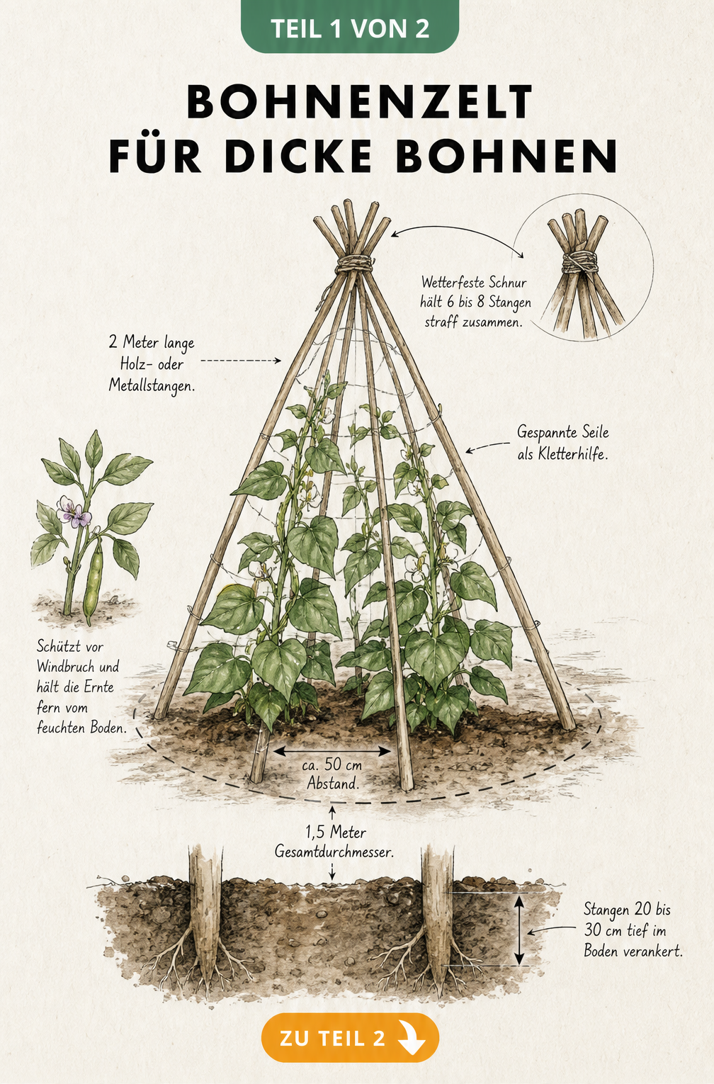 Handgezeichnete Illustration eines Bohnenzelts für Dicke Bohnen mit Maßangaben und Konstruktionsdetails