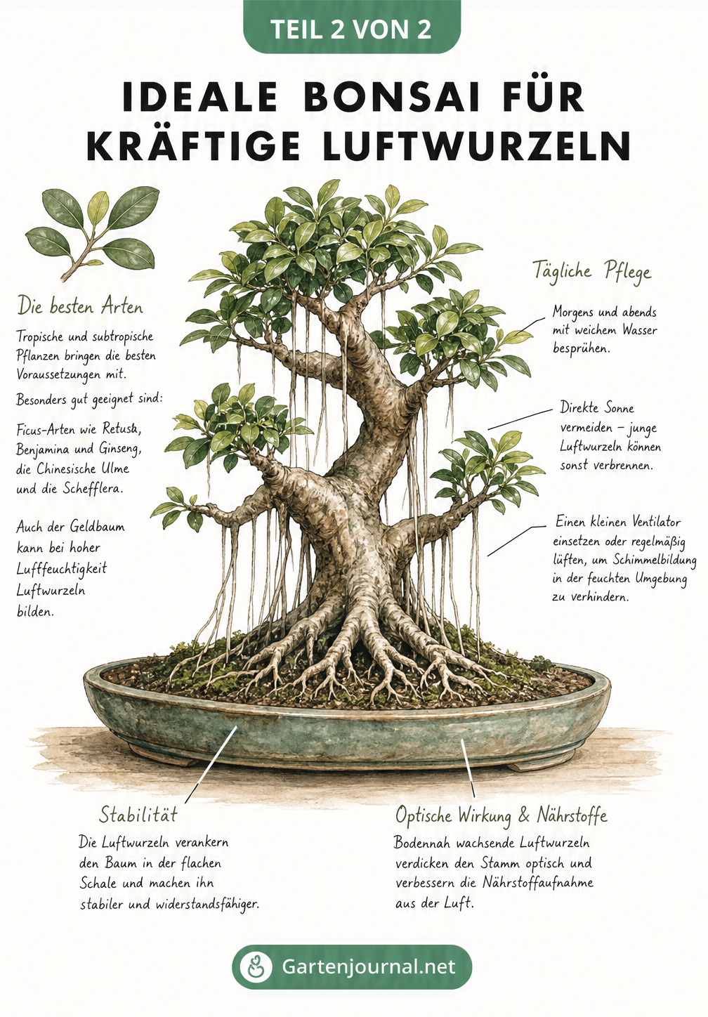 Illustration eines Ficus Retusa Bonsai mit kräftigen Luftwurzeln, umgeben von Pflegetipps und geeigneten Baumarten.
