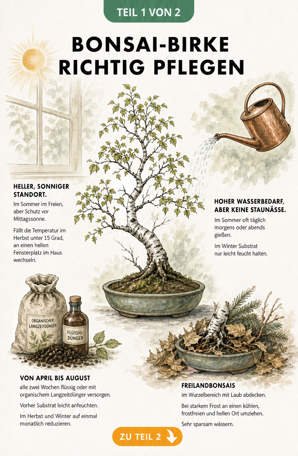 Illustration einer Bonsai-Birke in einer Keramikschale mit Pflegehinweisen zu Standort, Gießen, Düngen und Überwinterung