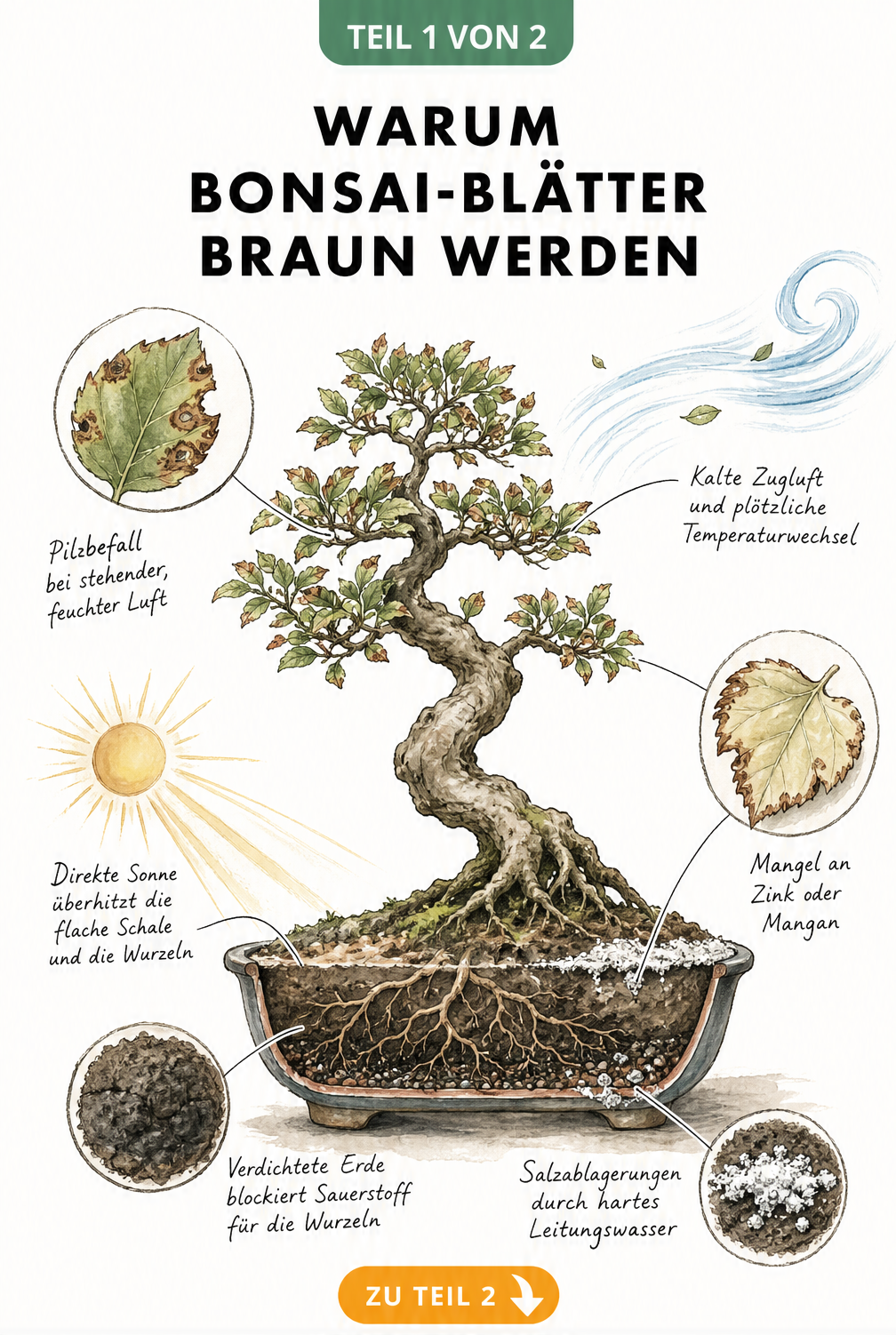 Botanische Illustration eines Bonsaibaums mit braunen Blättern, die Ursachen wie Pilzbefall, Zugluft, Nährstoffmangel, verdichtete Erde und Salzablagerungen...