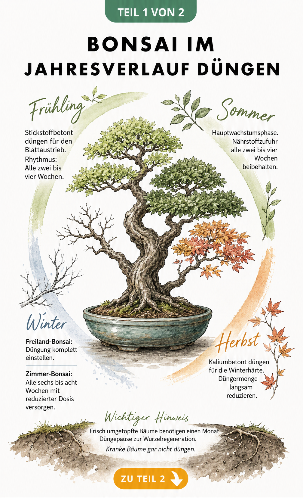 Illustration eines Bonsais mit einem Jahreszeiten-Ring, der die Düngung im Frühling, Sommer, Herbst und Winter erklärt.