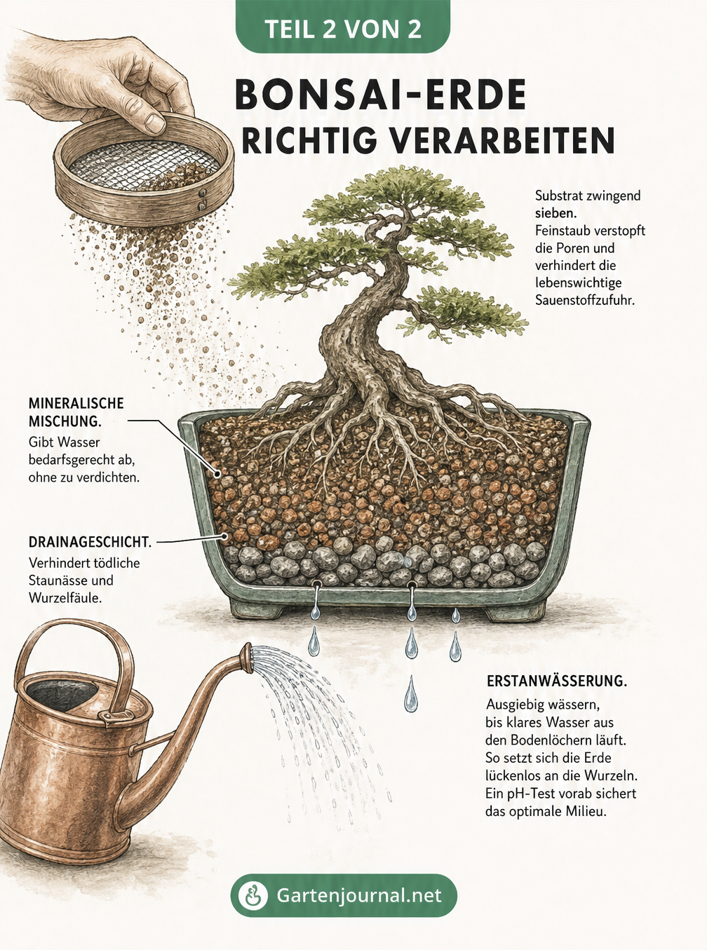 Querschnitt einer bepflanzten Bonsaischale mit Drainageschicht, mineralischer Mischung und Wurzelwerk. Zeigt das Sieben des Substrats und die Erstanwässerung...