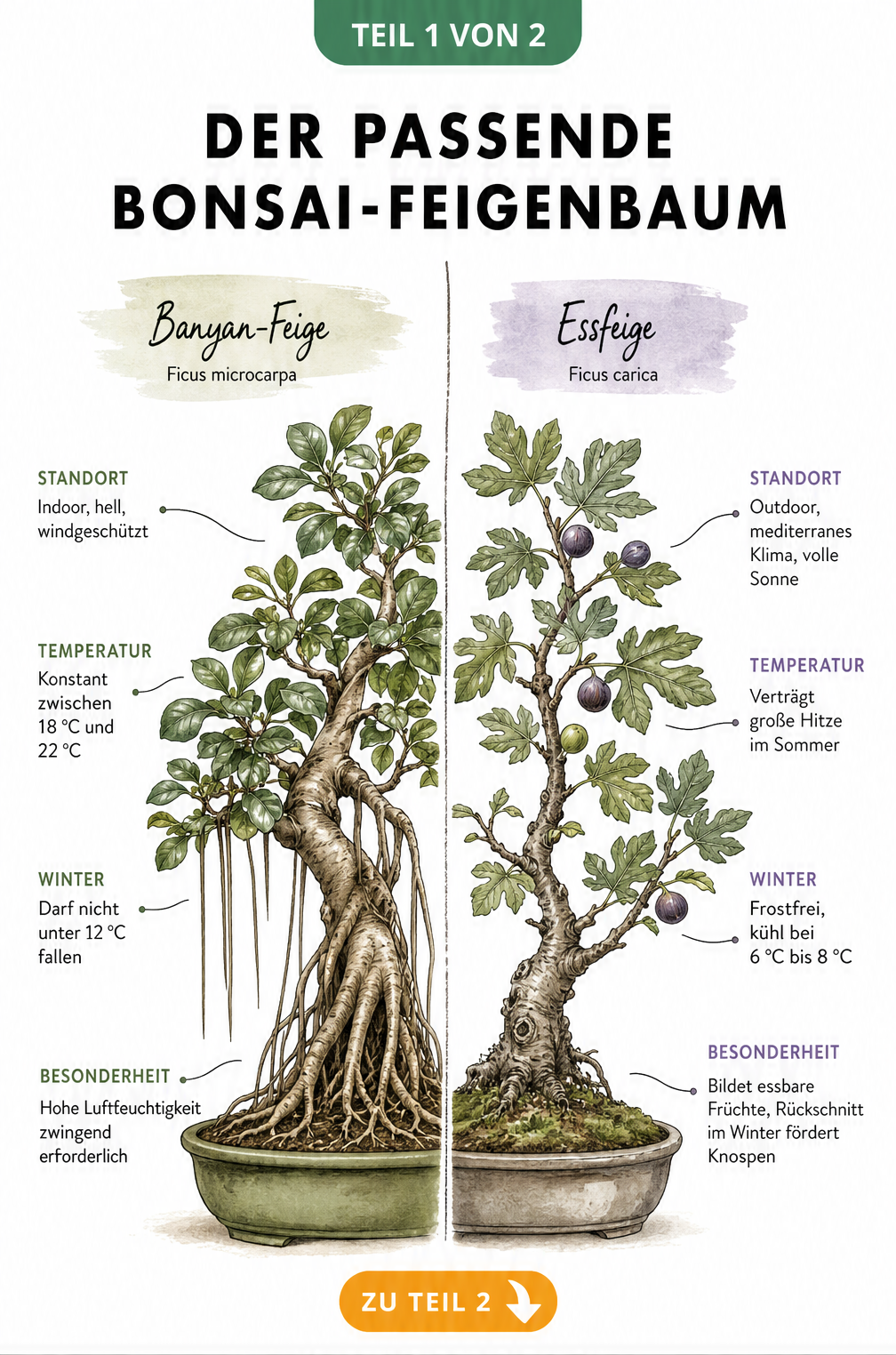 Botanische Gegenüberstellung der Banyan-Feige und Essfeige als Bonsai mit Standort- und Pflegehinweisen
