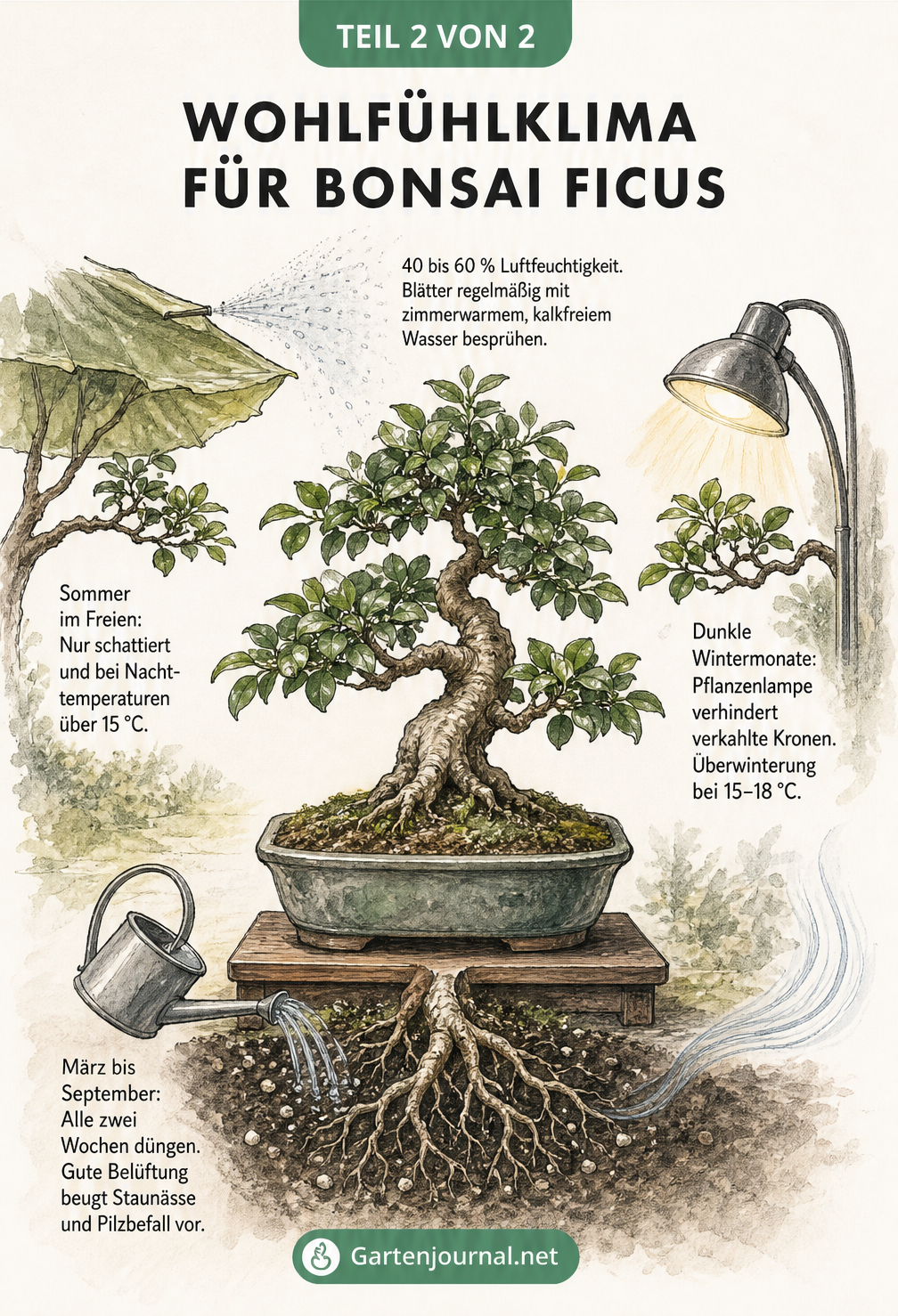 Botanische Illustration eines Ficus Bonsai mit integrierten Szenen zu Luftfeuchtigkeit, Sommerstandort, Winterpflege und Düngung.