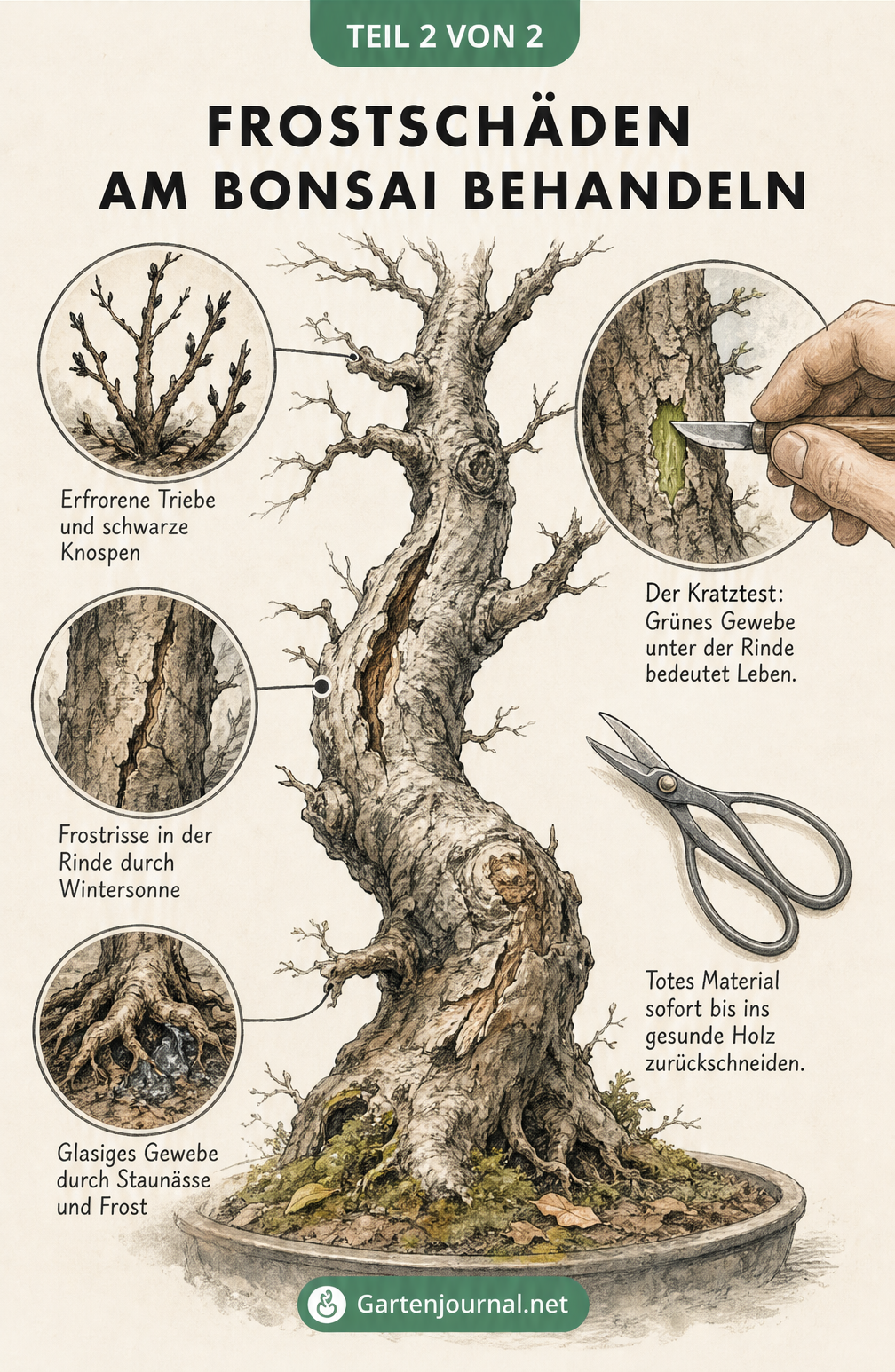 Botanische Zeichnung eines Bonsai-Stammes mit Lupen-Effekten, die Frostschäden wie schwarze Knospen, Frostrisse und glasiges Gewebe sowie den Kratztest zeigen.