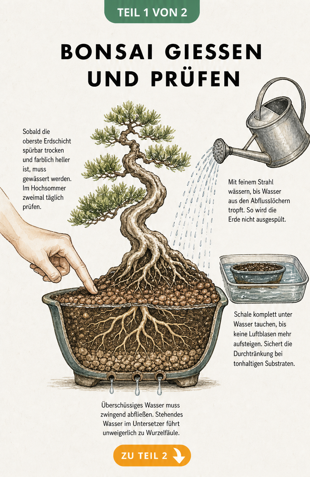 Querschnitt einer Bonsaischale mit Wurzelwerk, Erdschichten und Abflusslöchern sowie Illustrationen zur Fingerprobe und Bewässerungsmethoden