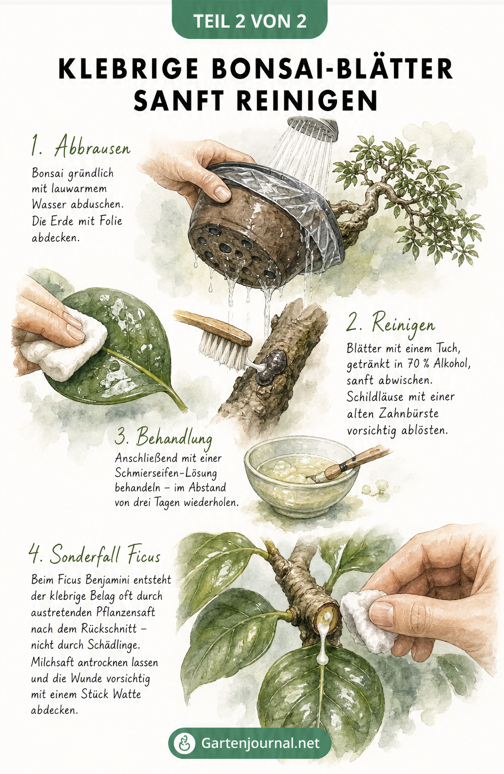 Aquarellierte Anleitung zur Reinigung von Bonsai-Blättern: Abbrausen, Abwischen mit Alkohol und Behandlung von Ficus-Schnittstellen.
