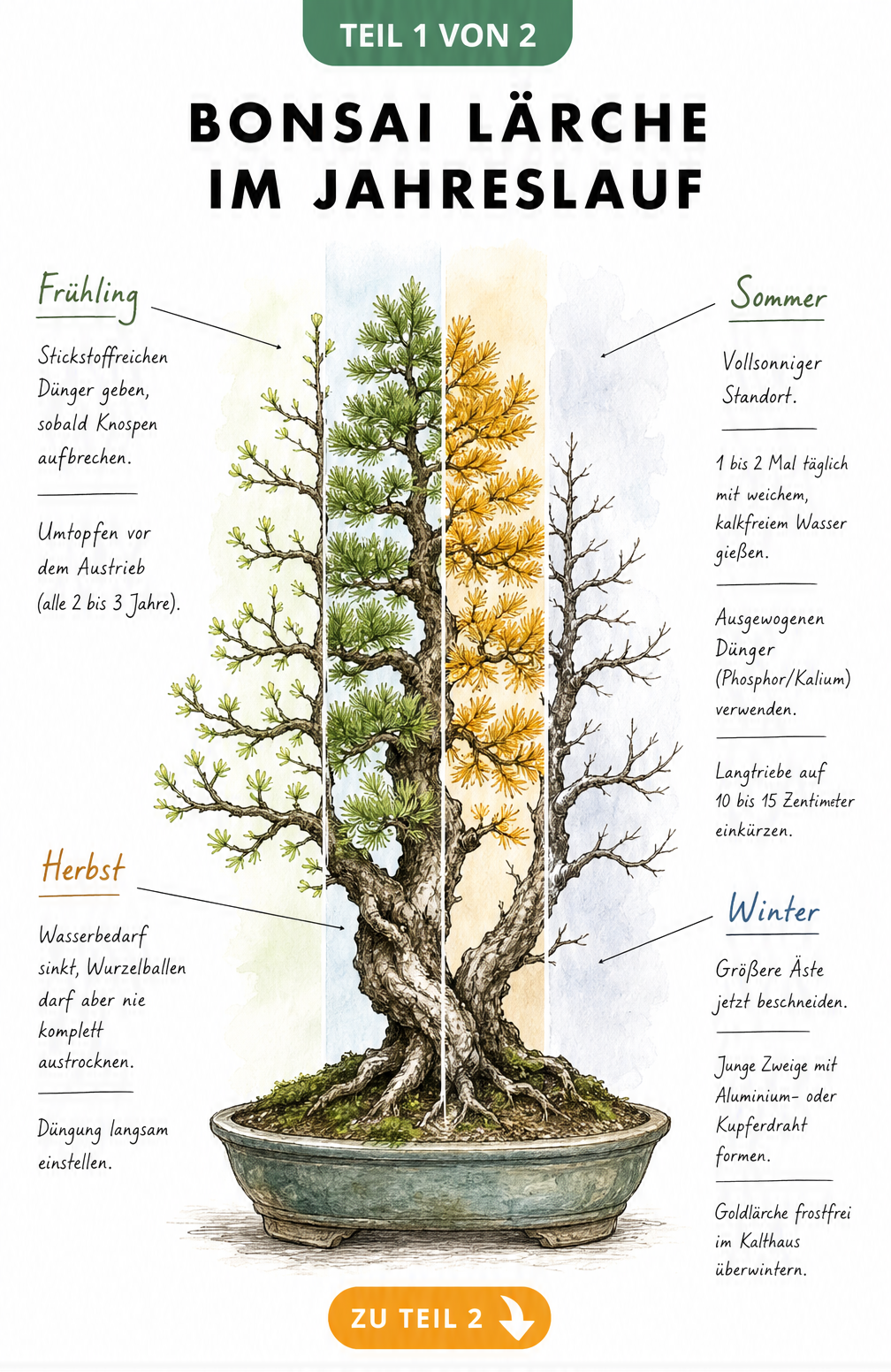 Botanische Illustration eines Lärchenbonsais im Jahreslauf mit Pflegehinweisen für Frühling, Sommer, Herbst und Winter