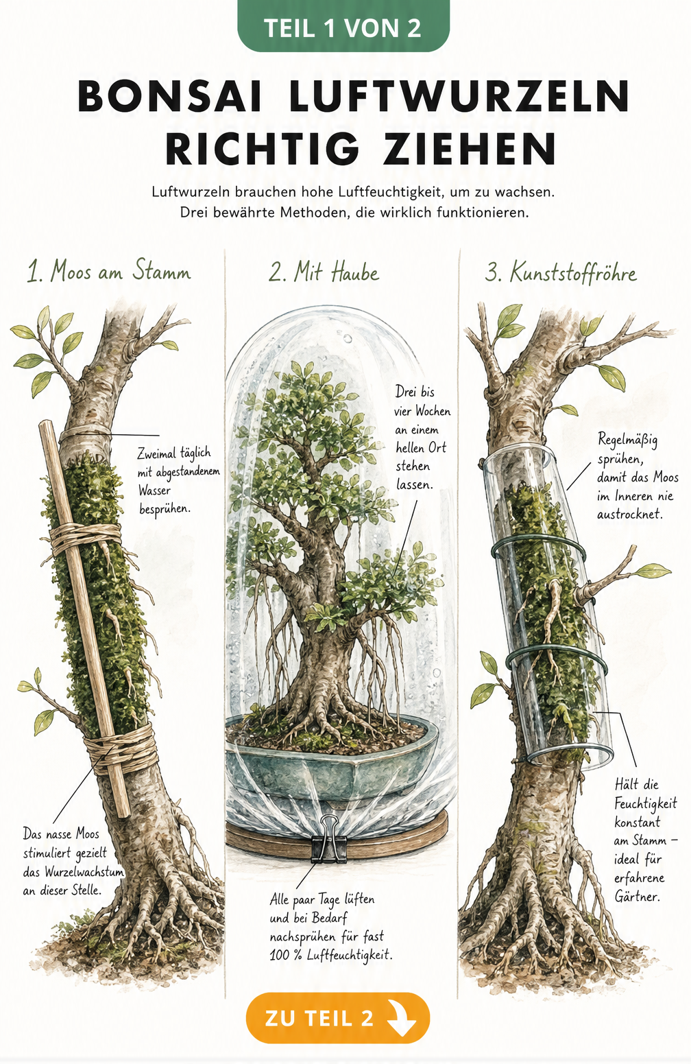 Illustration von drei Methoden zur Erhöhung der Luftfeuchtigkeit für Bonsai-Luftwurzeln: Moosstäbchen, transparente Haube und Kunststoffröhre.