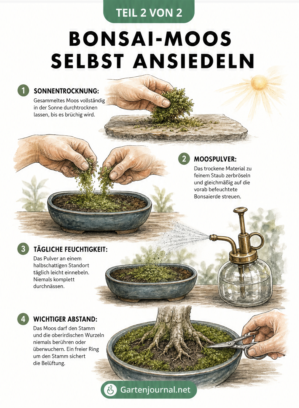 Illustration der Schritte zum Ansiedeln von Bonsai-Moos: Sonnentrocknung, Zerreiben zu Moospulver, Befeuchten und Abstand zum Stamm halten
