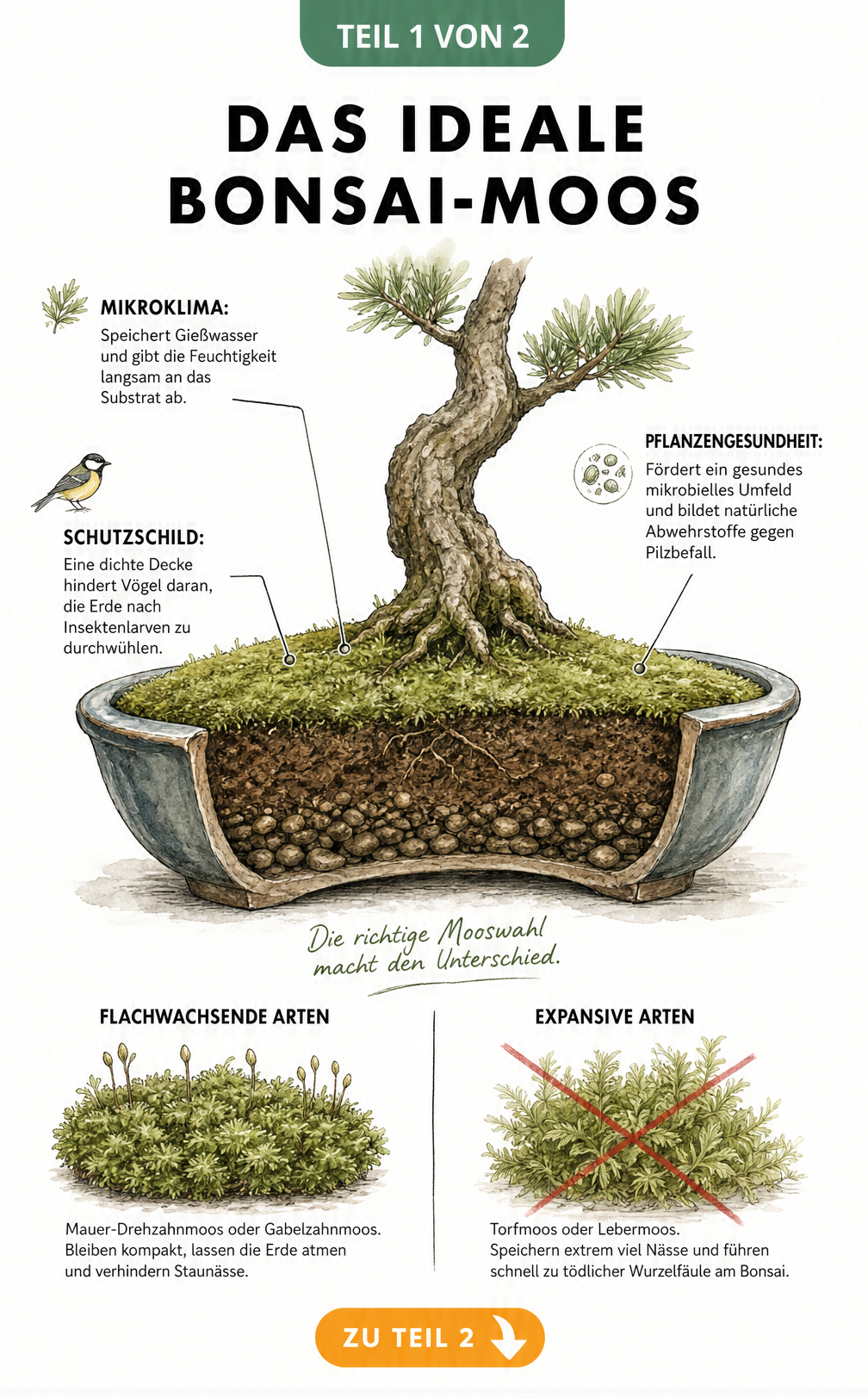 Querschnitt einer Bonsaischale mit flacher Moosdecke und Gegenüberstellung von flachwachsenden und expansiven Moosarten