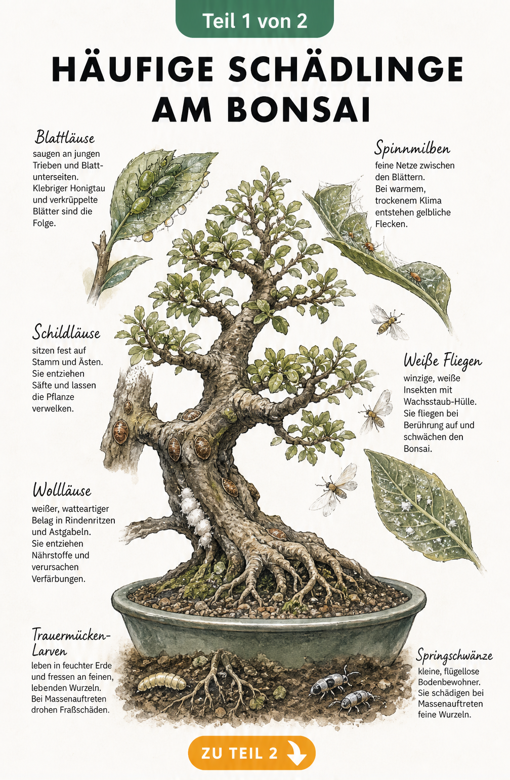 Botanische Illustration eines Bonsais mit Detailansichten von Blattläusen, Schildläusen, Wollläusen, Spinnmilben, Weißen Fliegen, Trauermücken und...
