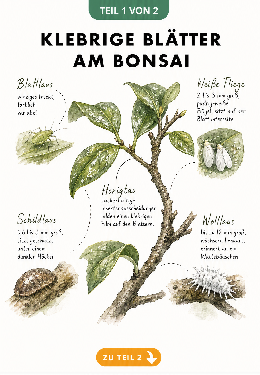 Botanische Illustration eines Bonsaizweigs mit klebrigem Honigtau und Detailzeichnungen von Blattlaus, Weißer Fliege, Schildlaus und Wolllaus.