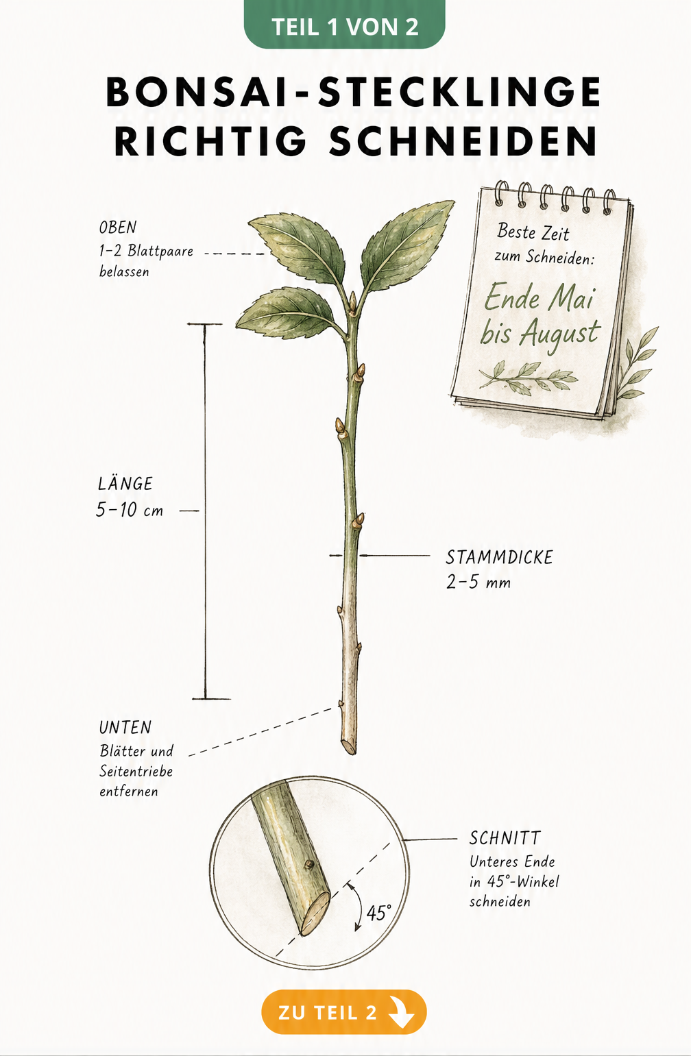 Botanische Illustration eines Bonsai-Stecklings mit Maßangaben für Länge, Stammdicke und 45-Grad-Schnittwinkel