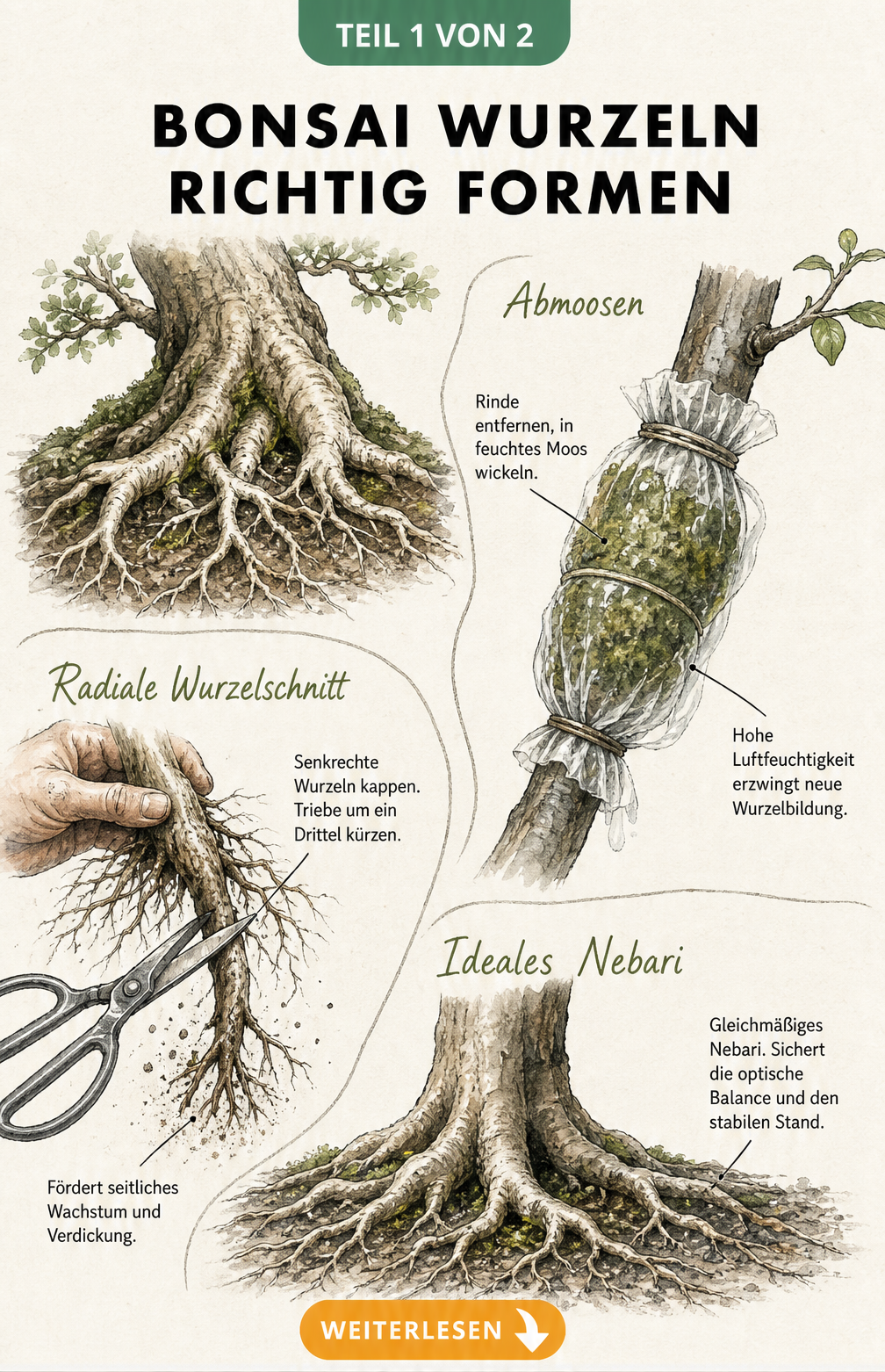 Botanische Skizze eines Bonsai-Wurzelansatzes mit Darstellung von radialem Wurzelschnitt, Abmoosen und einem gleichmäßigen Nebari.