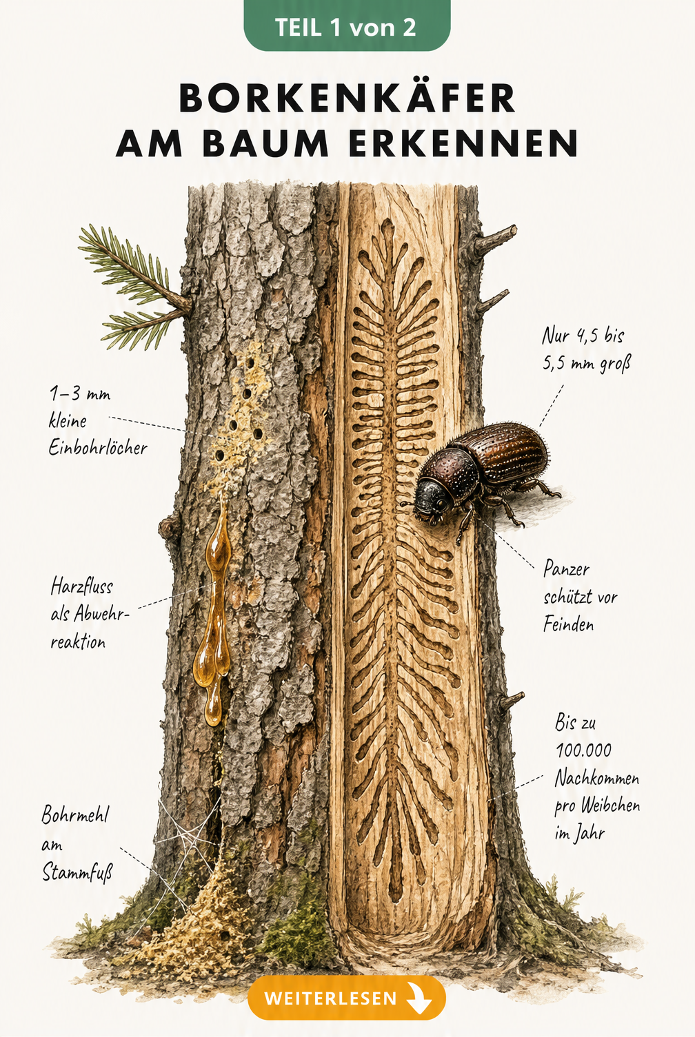 Illustration eines Fichtenstamms mit Borkenkäfer-Befall, Bohrmehl, Harzfluss und Fraßbild unter der Rinde