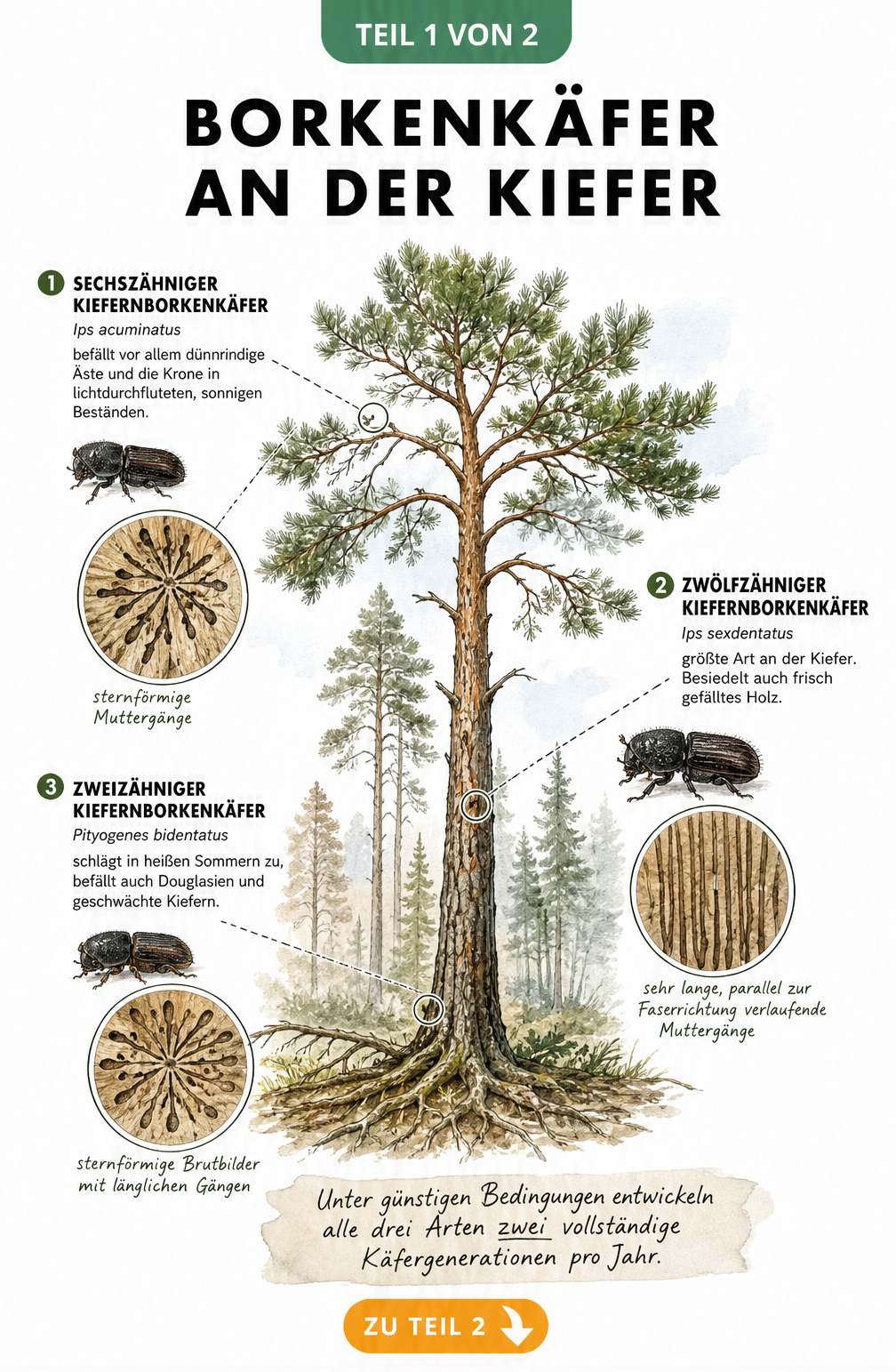Botanische Illustration einer Kiefer mit den drei Hauptarten von Borkenkäfern und ihren Fraßbildern