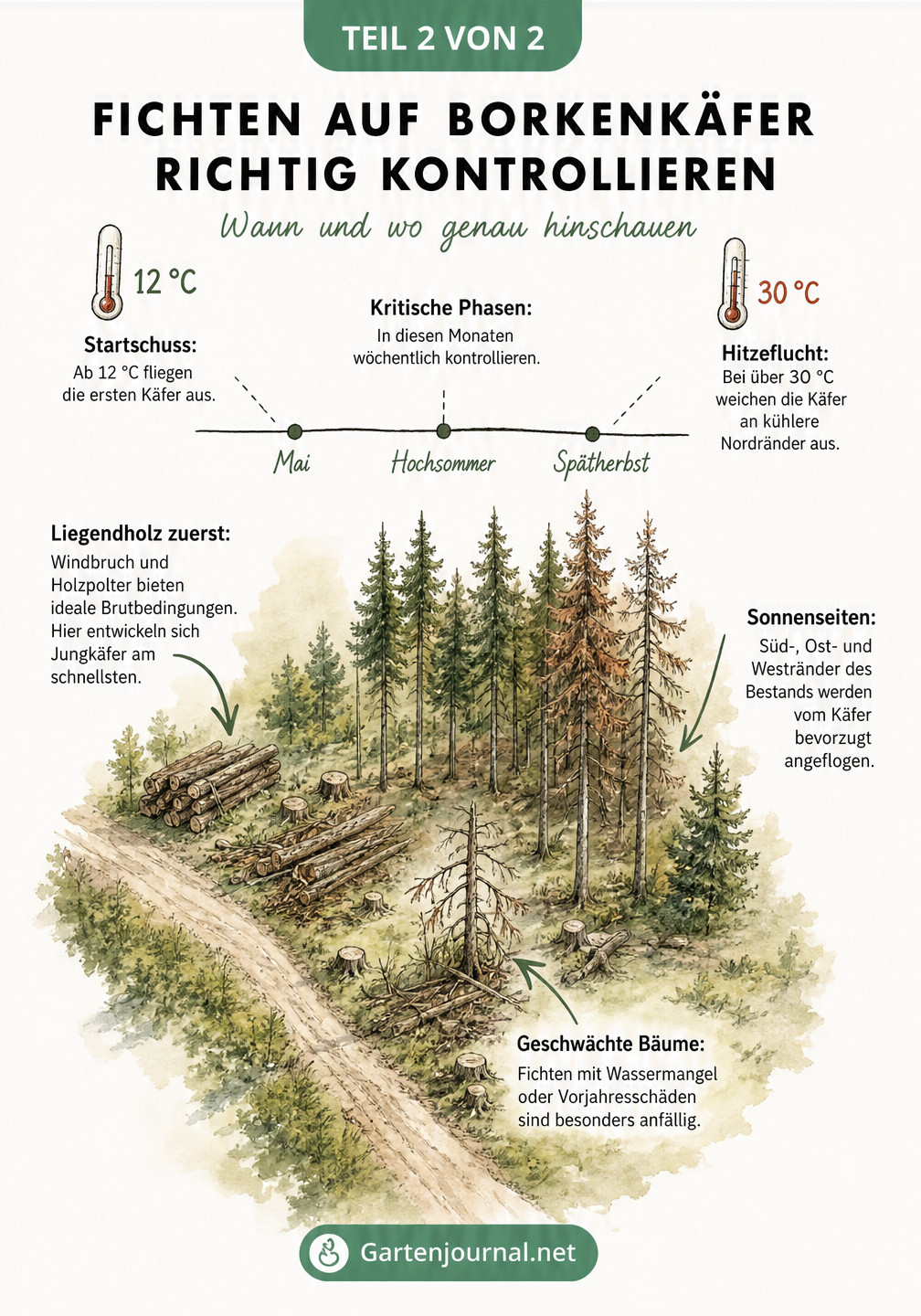 Isometrische Skizze eines Waldrandes mit Markierungen für Borkenkäfer-Such-Hotspots und einem Zeitstrahl für kritische Kontrollphasen.