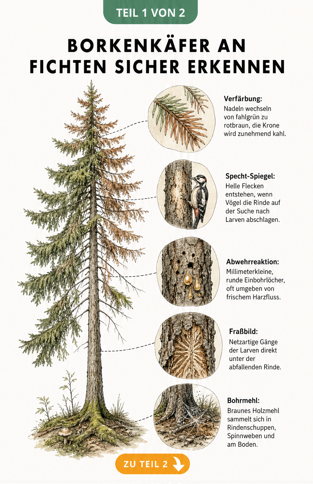 Botanische Illustration einer Fichte mit Detailansichten von Borkenkäfer-Symptomen wie rotbraunen Nadeln, Specht-Spiegel, Einbohrlöchern, Fraßbild und Bohrmehl.