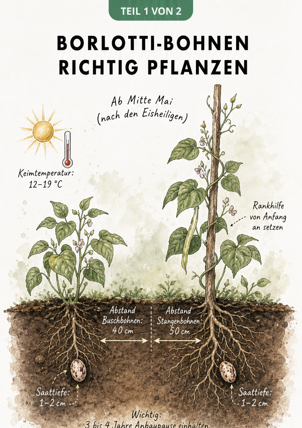 Querschnitt eines Gartenbeets mit Borlotti-Buschbohne und Stangenbohne, Saattiefe und Pflanzabstand