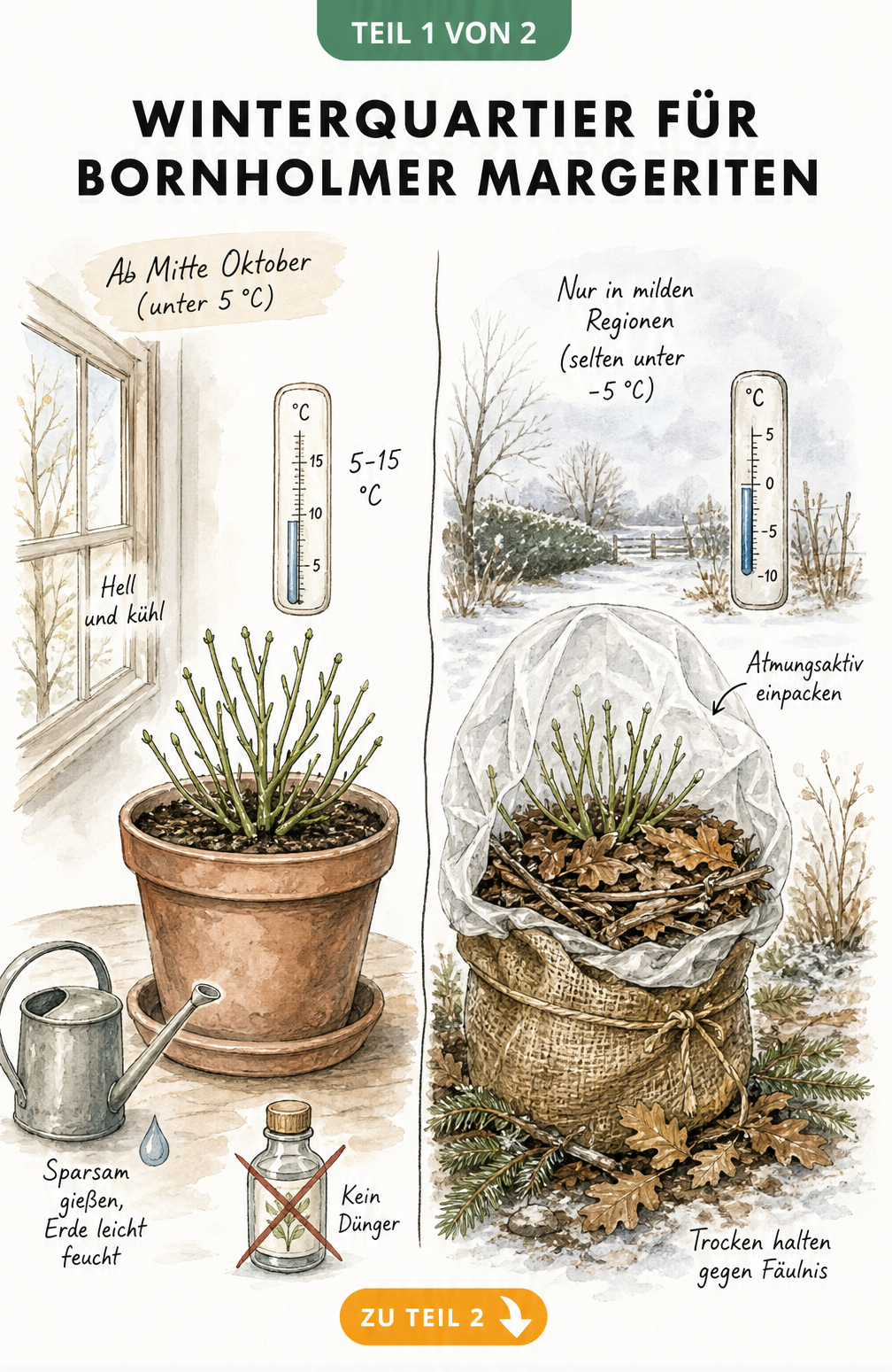 Illustration einer Bornholmer Margerite im Winterquartier, links im hellen, kühlen Haus, rechts im Freien mit Winterschutz aus Vlies und Laub.