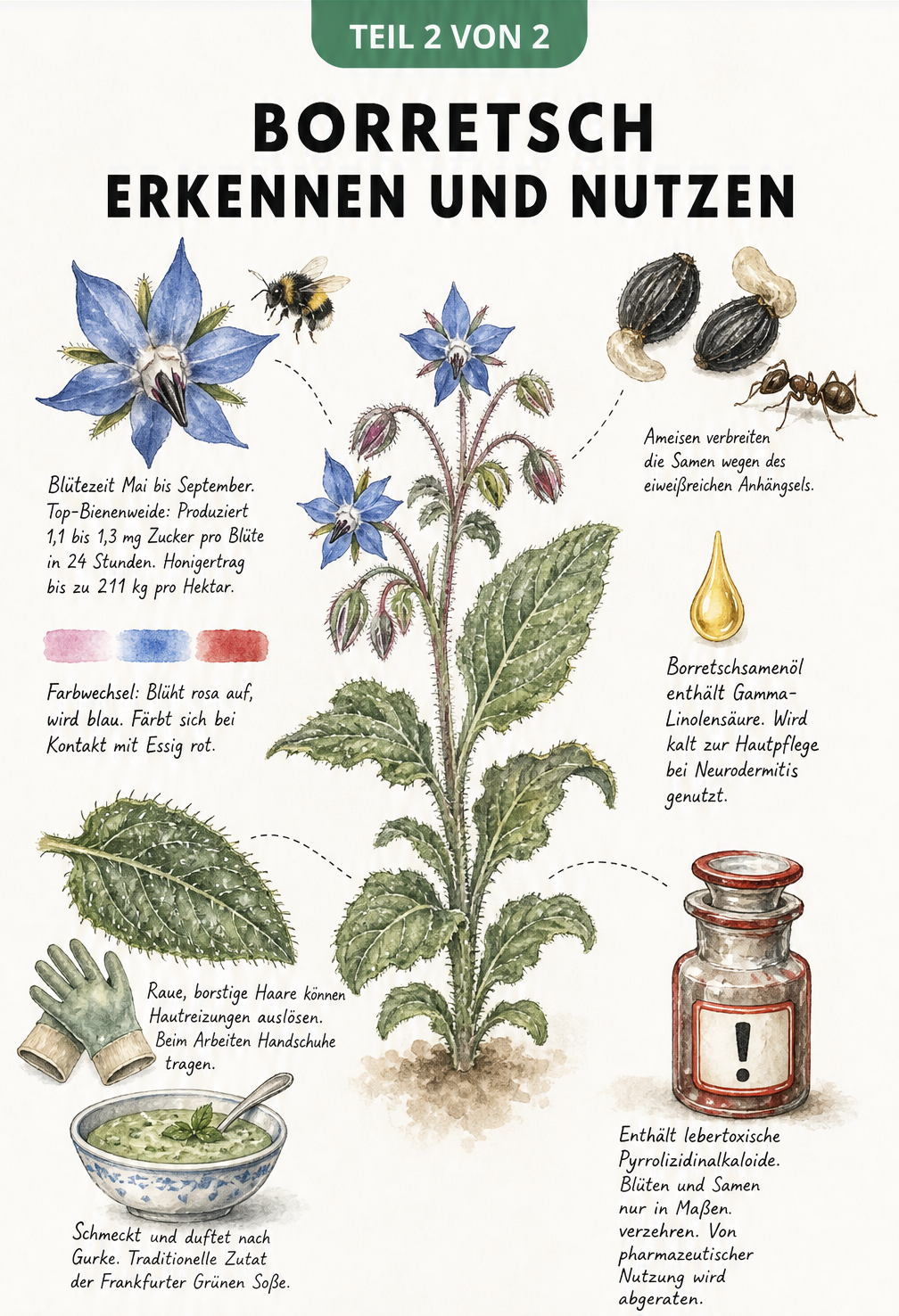 Detailzeichnungen von Borretsch-Blüten, Blättern und Samen mit Hinweisen zur Nutzung und Giftigkeit