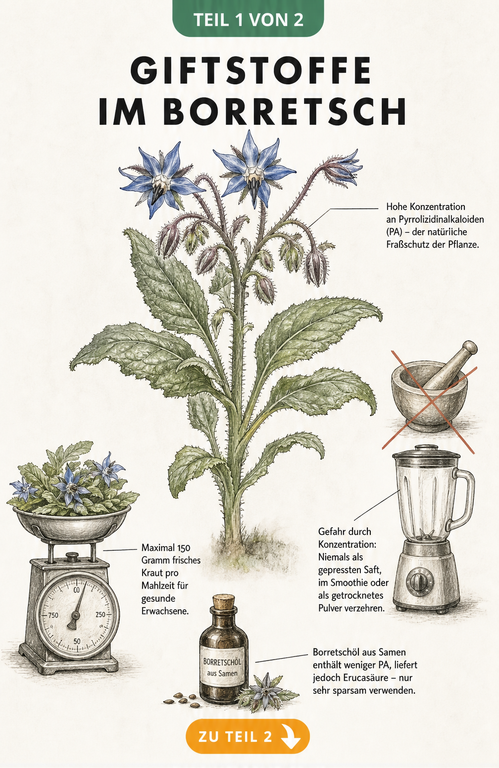 Botanische Illustration von Borretsch mit Hinweisen zu Pyrrolizidinalkaloiden und Verzehrmengen