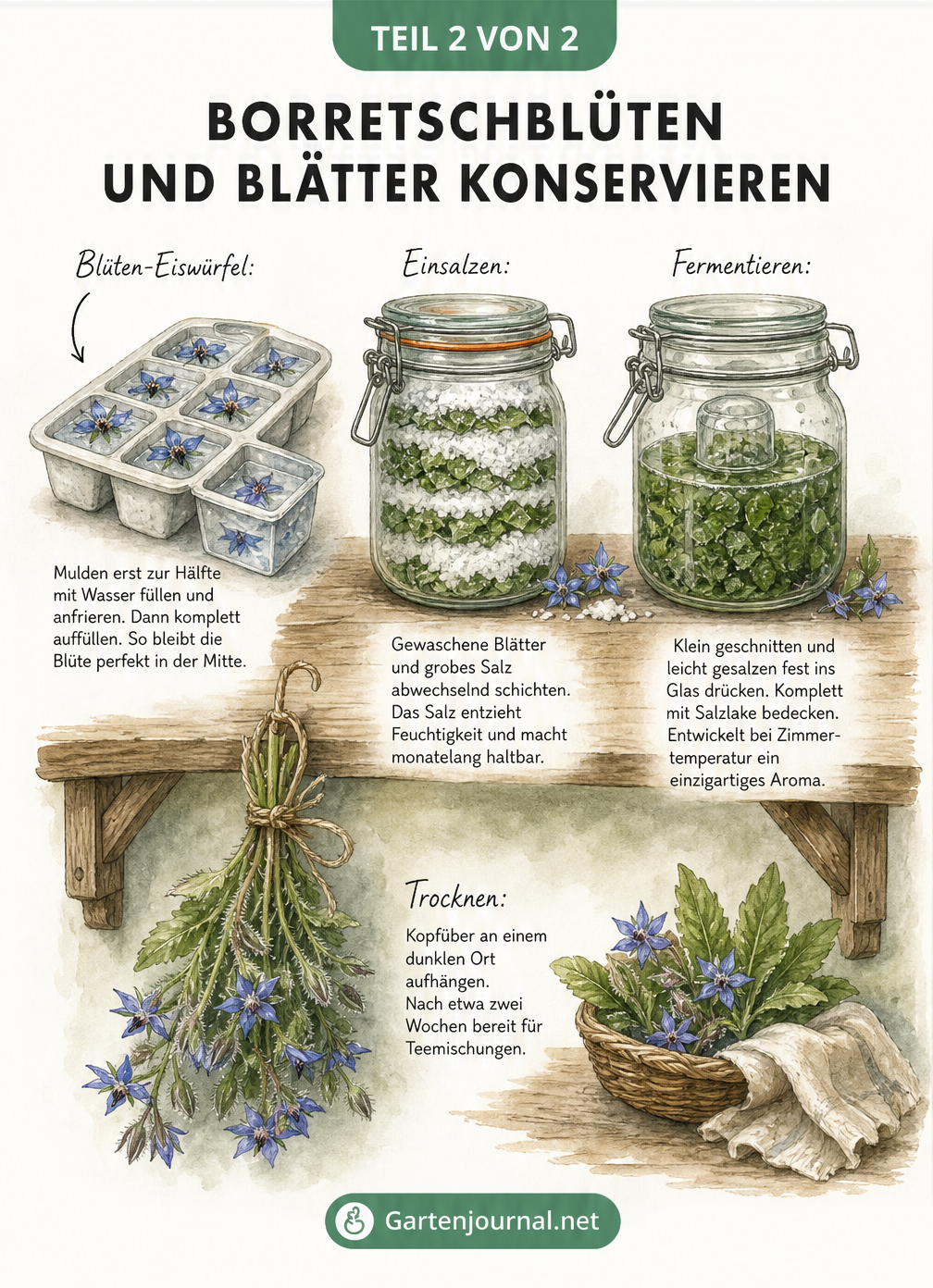 Illustration verschiedener Methoden zur Konservierung von Borretsch: Blüten-Eiswürfel, Trocknen, Einsalzen und Fermentieren