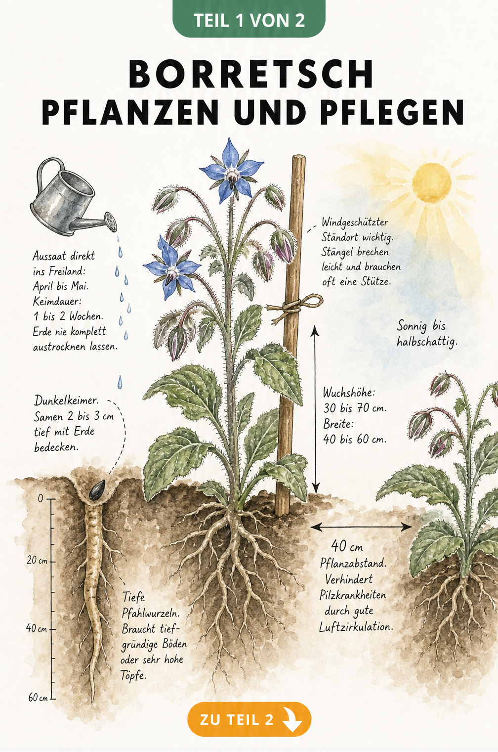 Botanische Illustration von Borretsch mit Wurzeln, Wuchshöhe und Hinweisen zu Standort und Aussaat