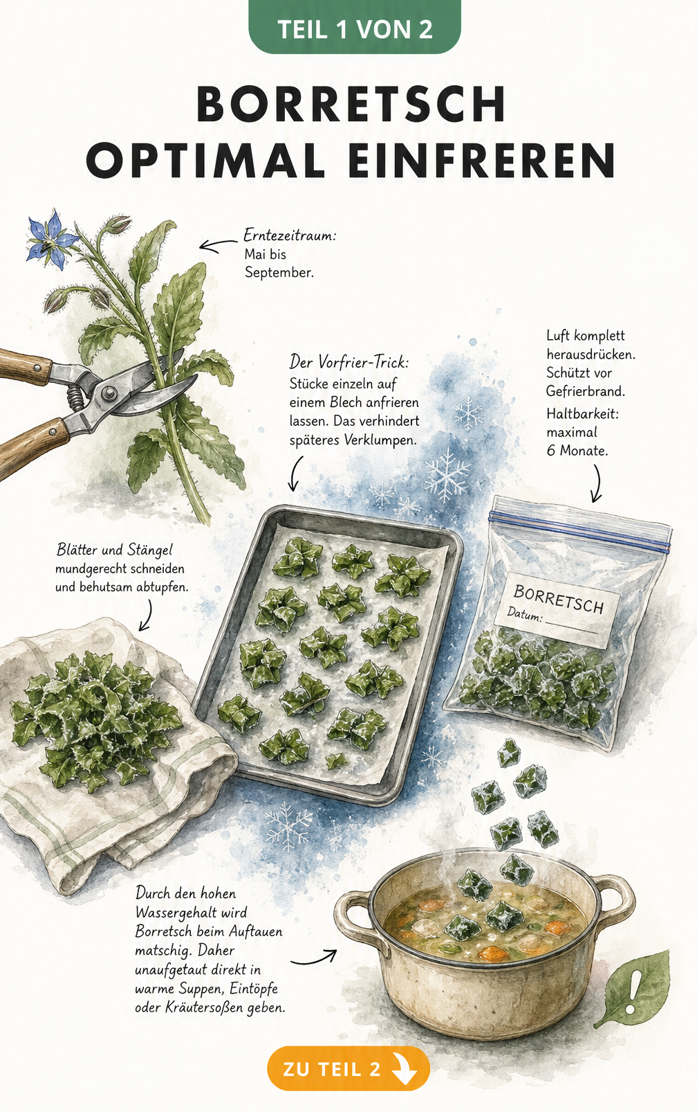 Illustration zum Einfrieren von Borretsch: Ernte, Vorbereitung, Vorfrieren auf dem Backblech und Verwendung in der Suppe